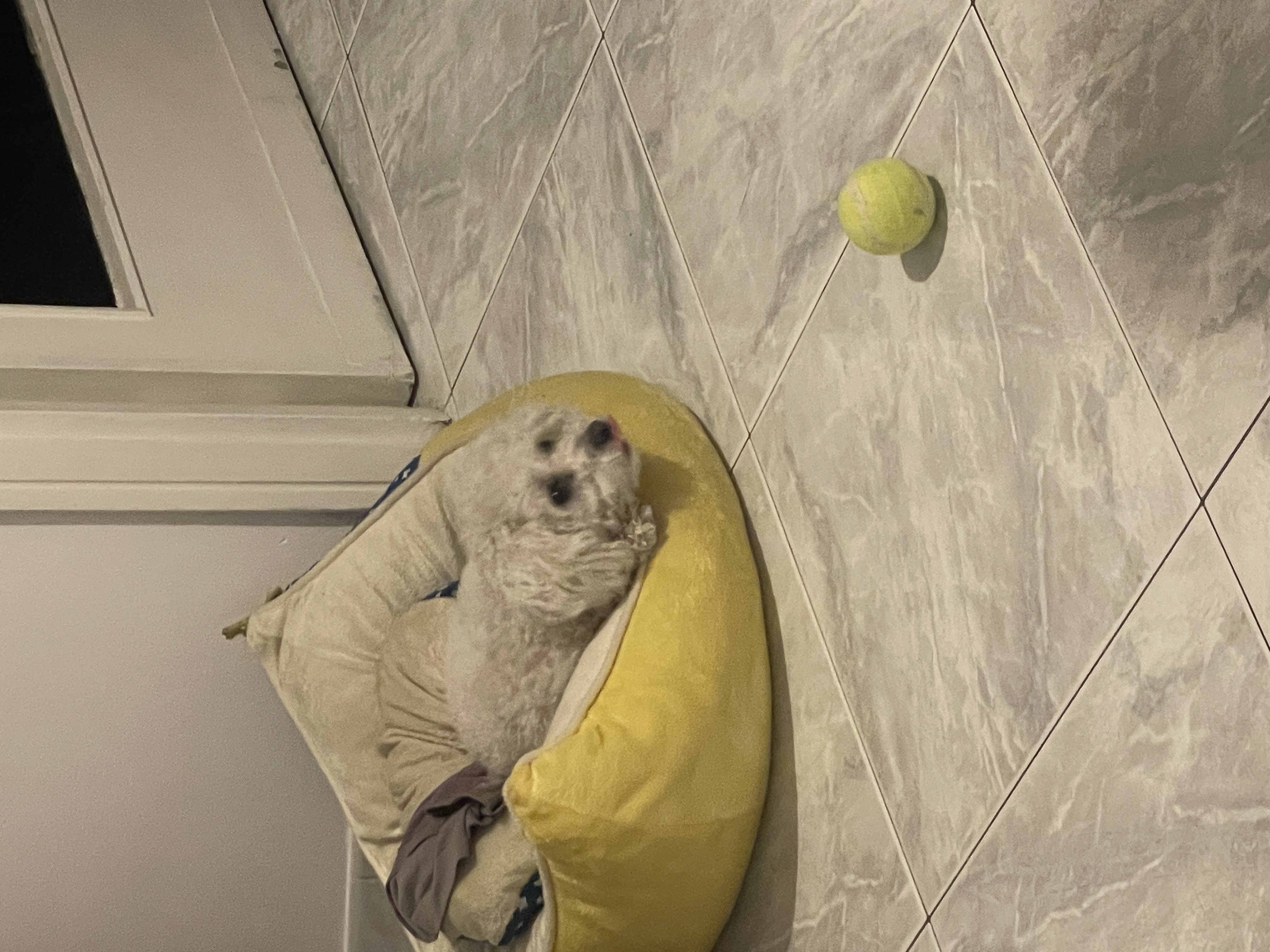 image-6
