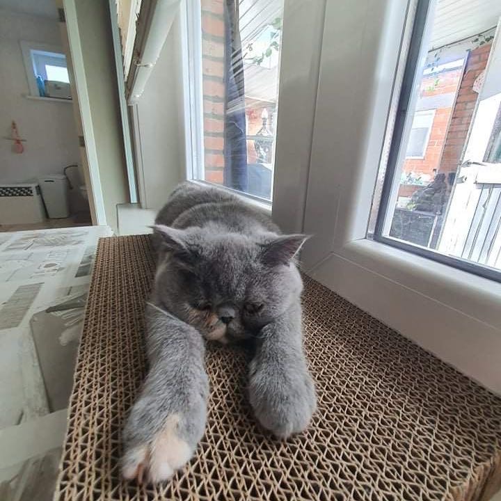 Mila