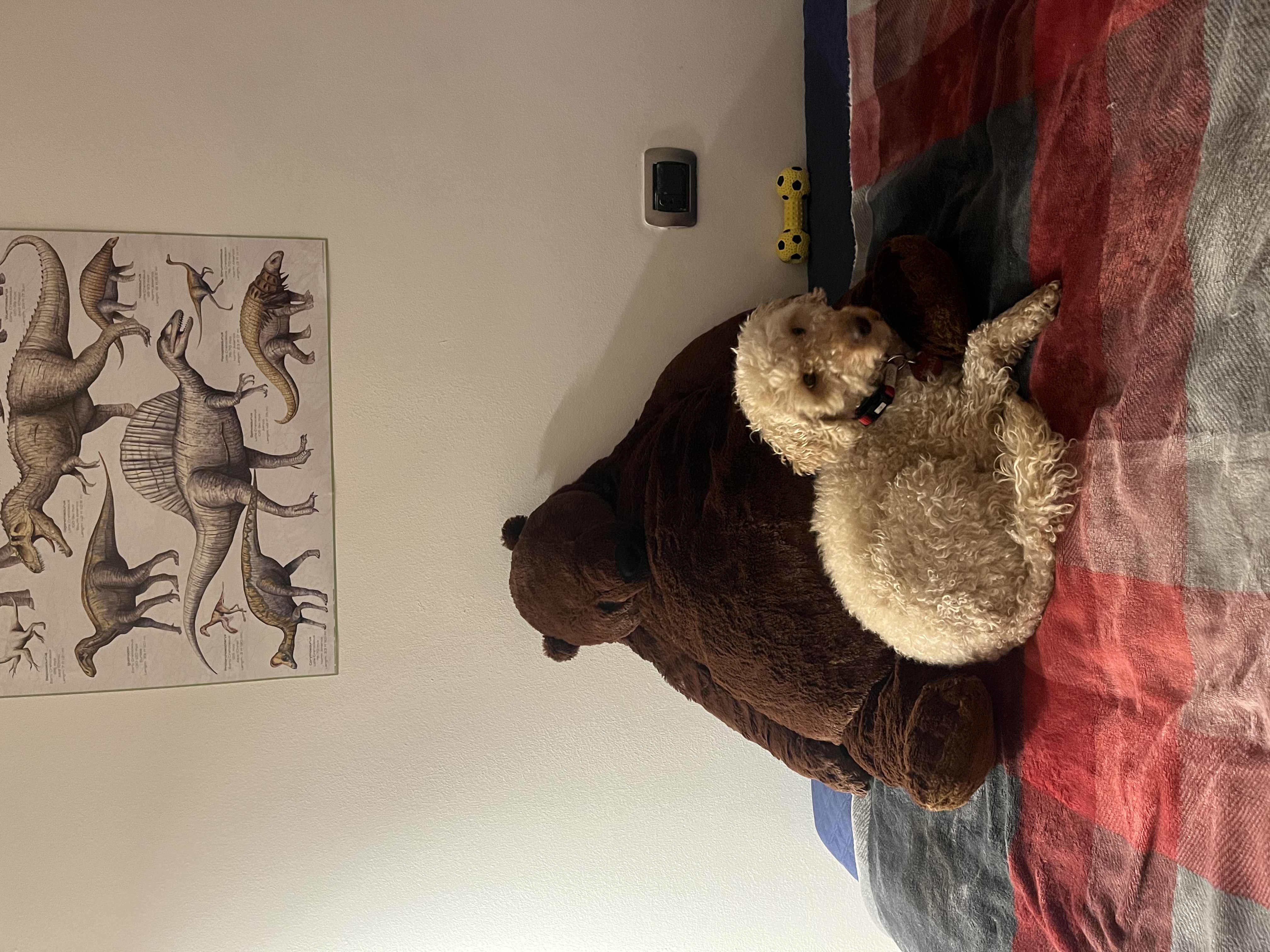 image-12