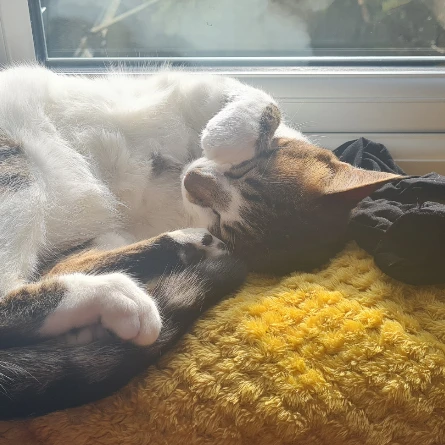 Yuki