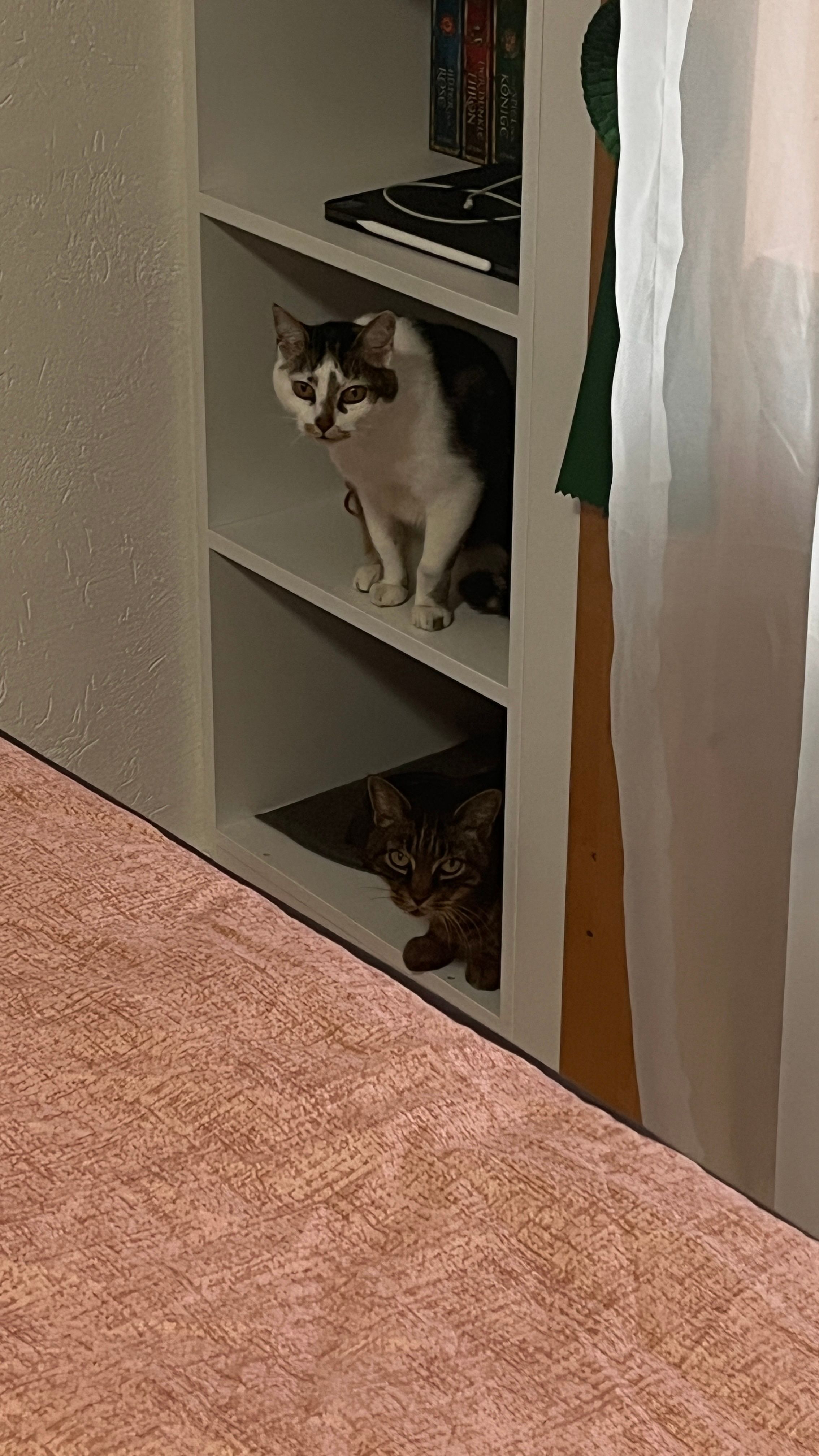 image-6
