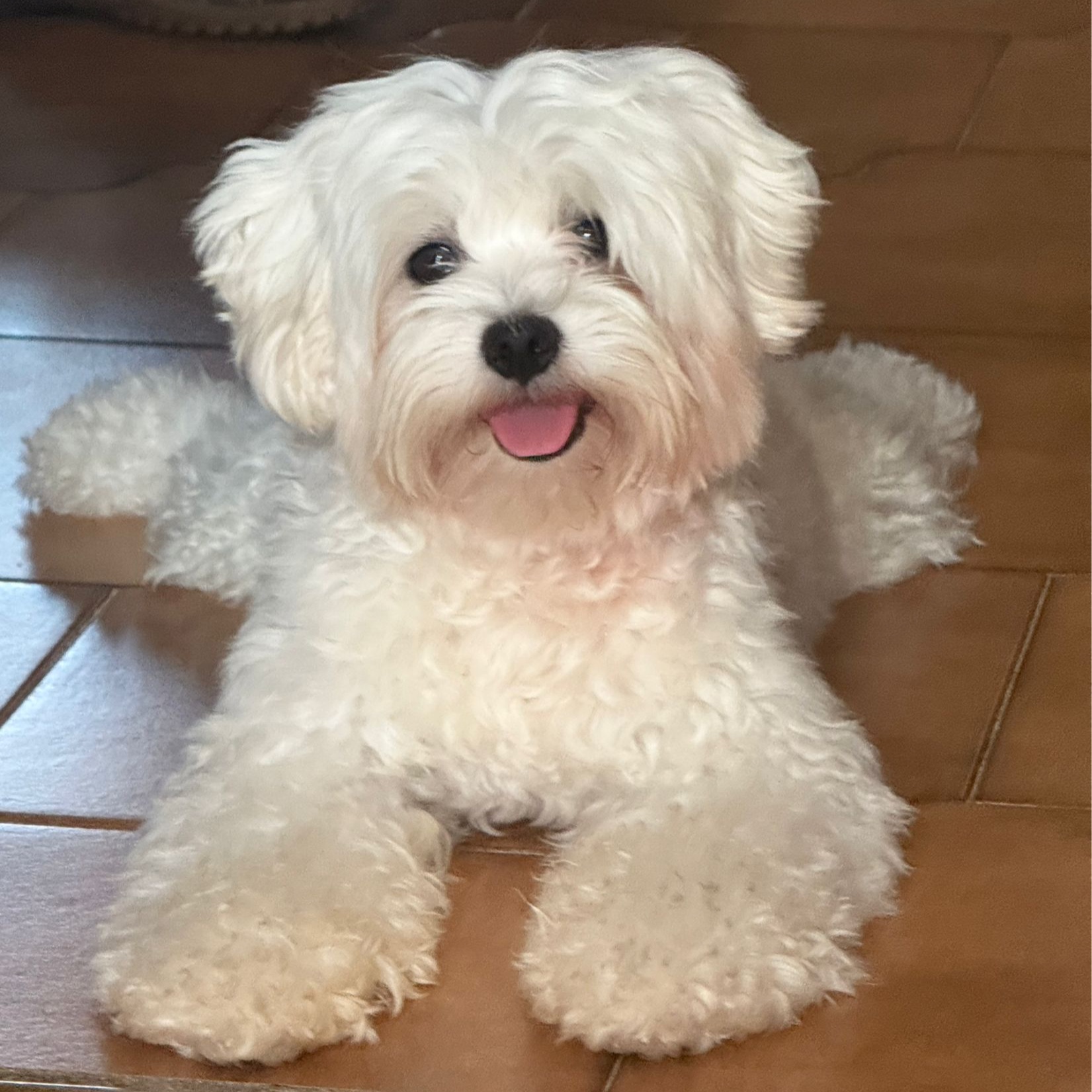 Musito