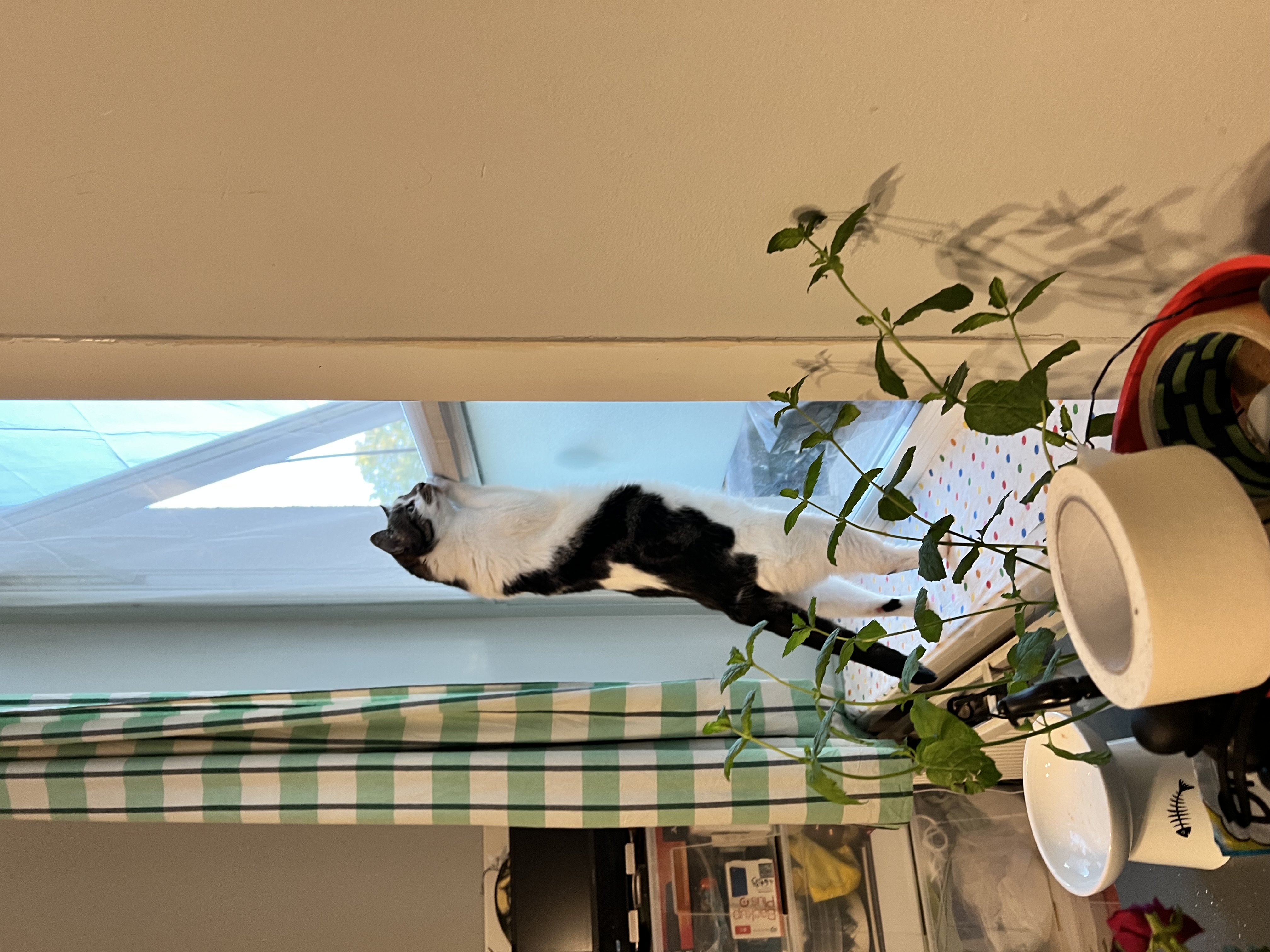 image-8