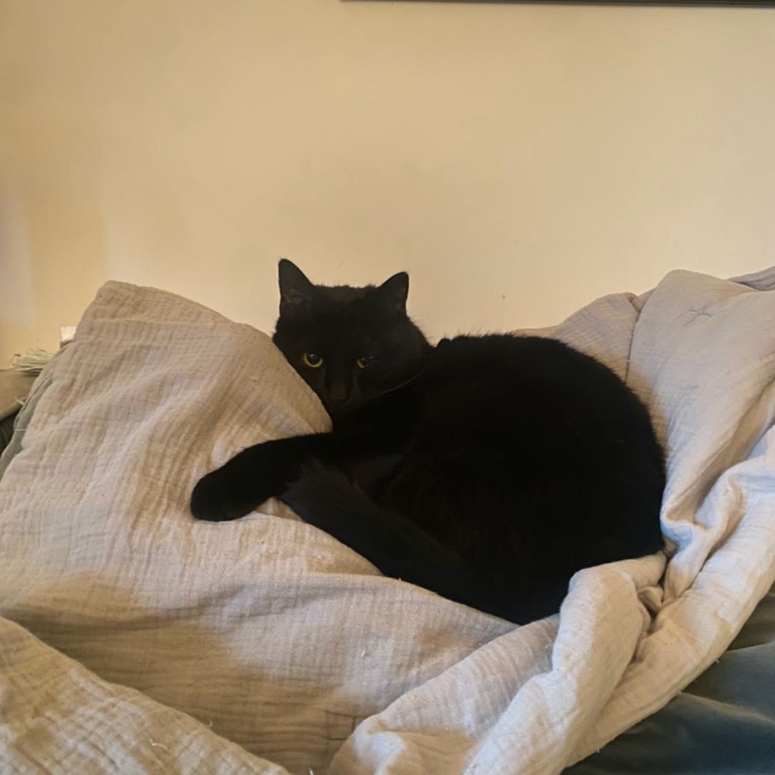 Arya