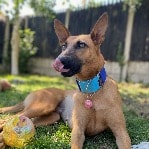 Pip