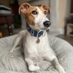 Alfie