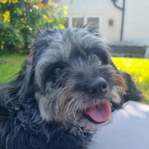Oreo