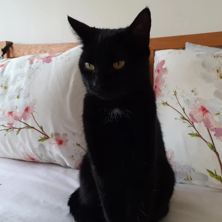 Luna