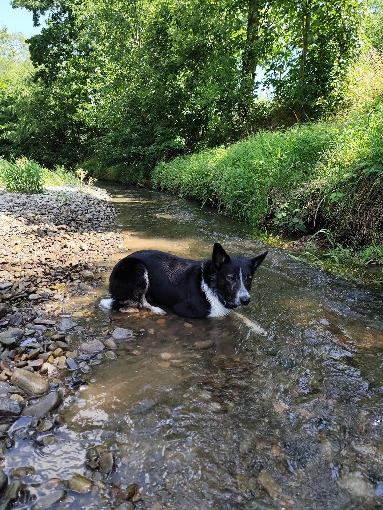 Oreo