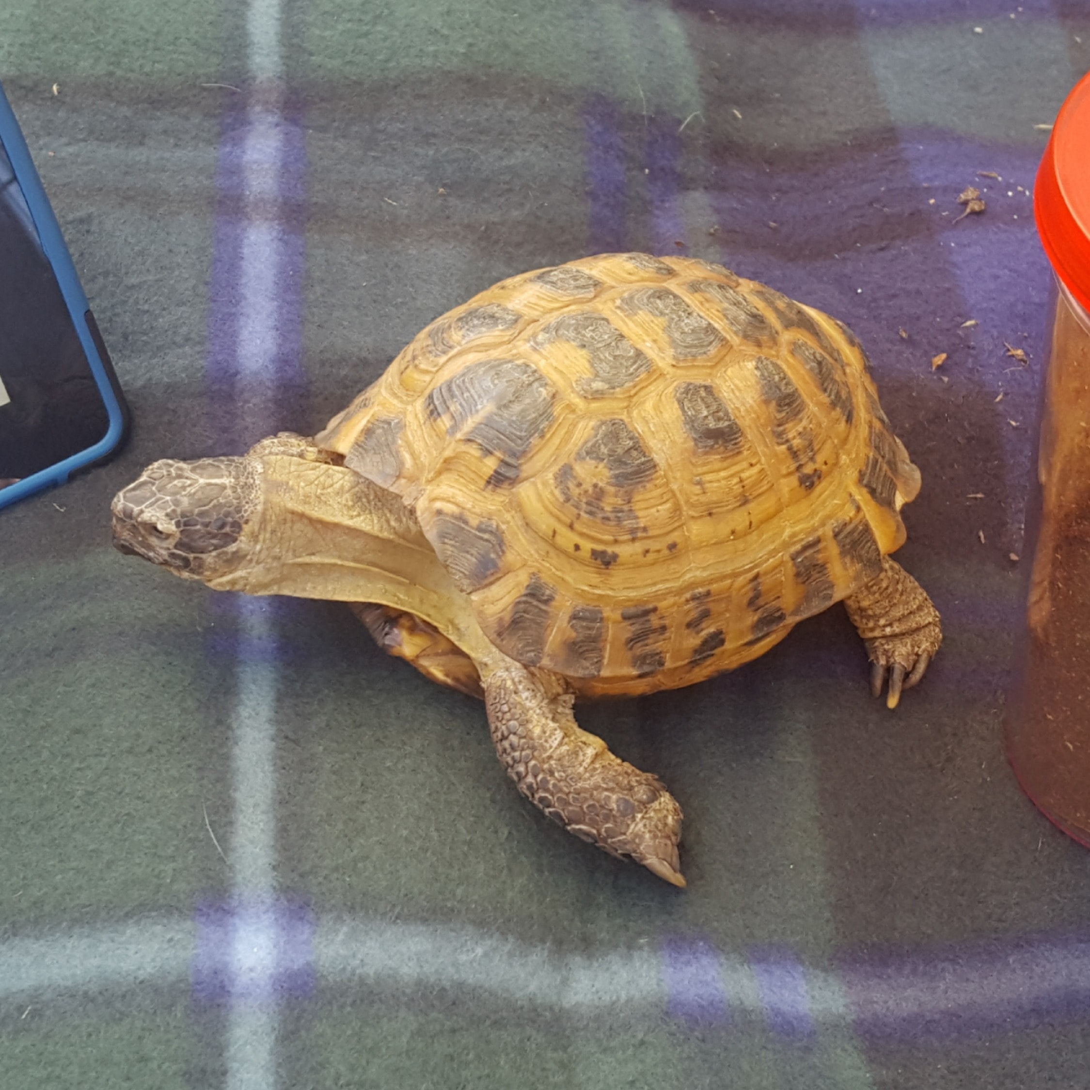 Mr Tortoise (Mr T for short)