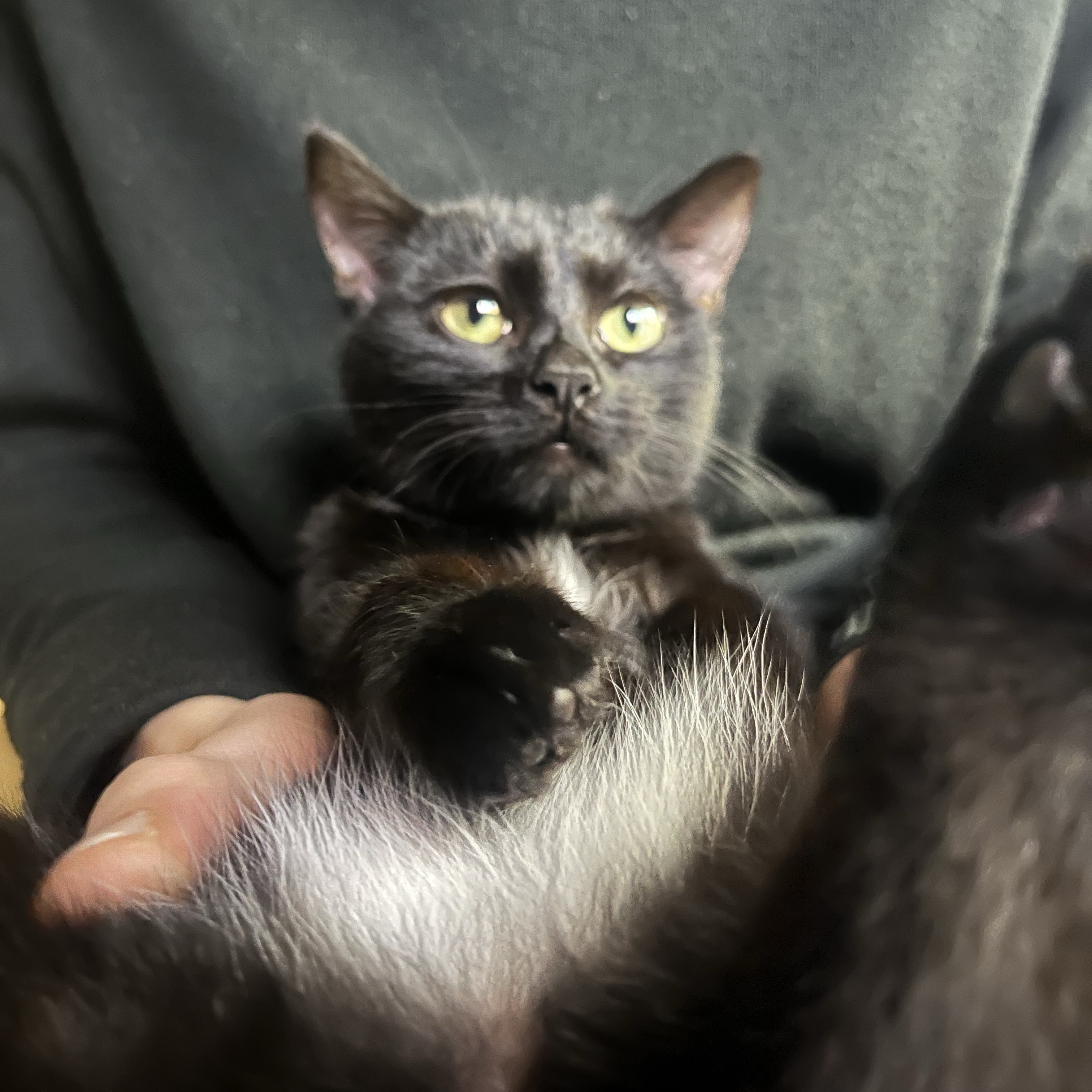 Onyx