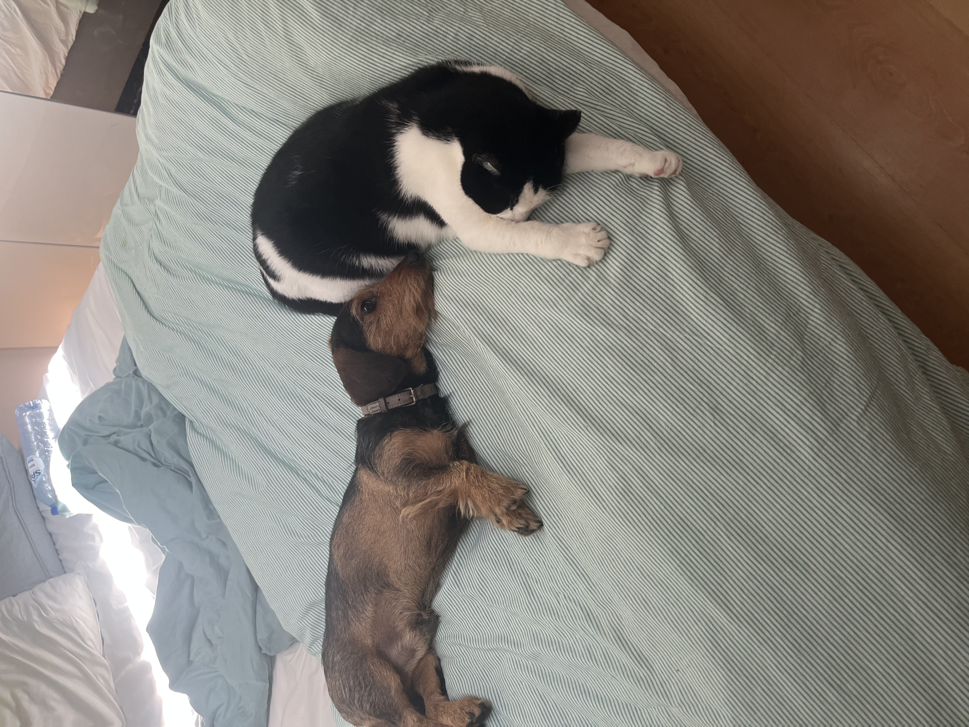 image-6