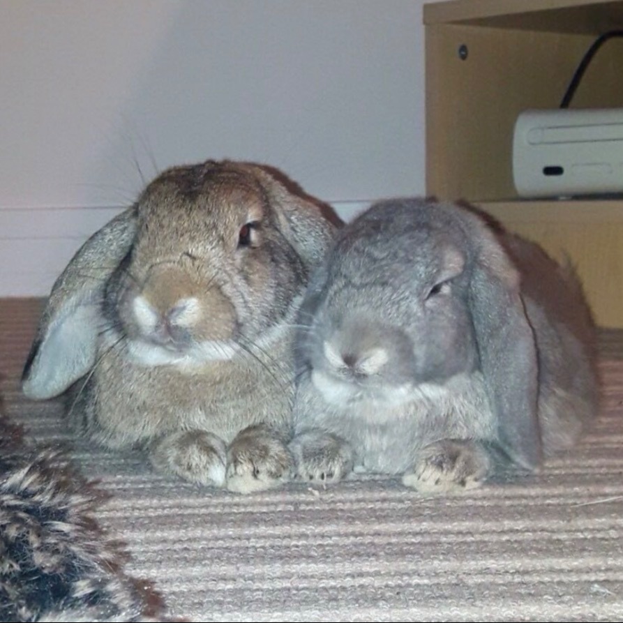 Boxies & Tobie