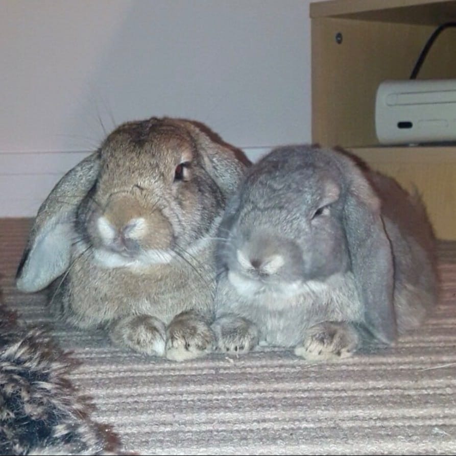 Boxies & Tobie