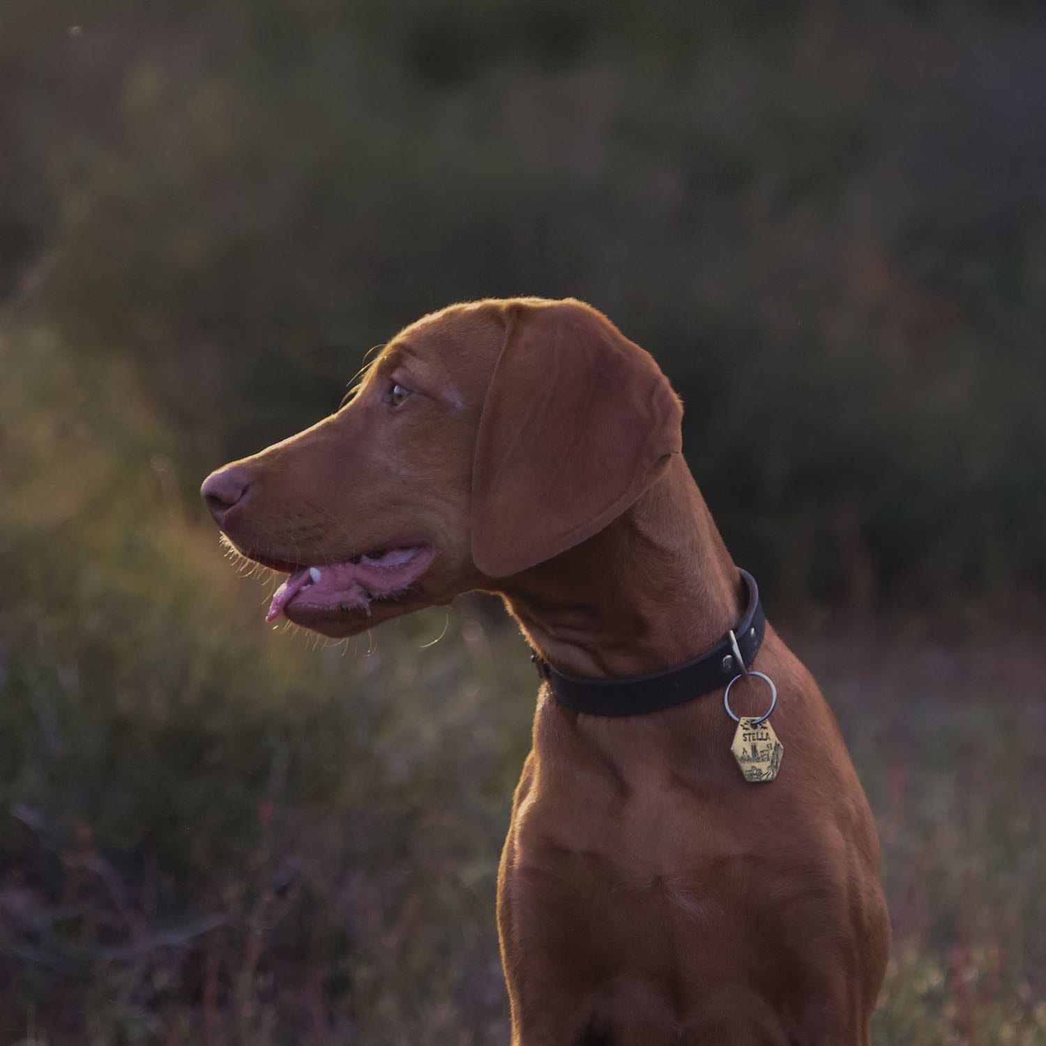 Stella 