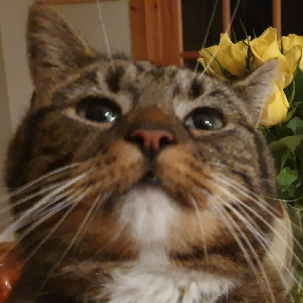 Cleo