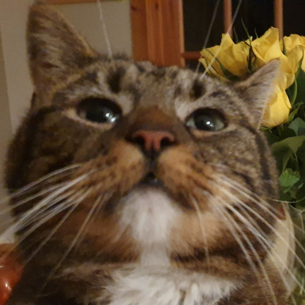 Cleo