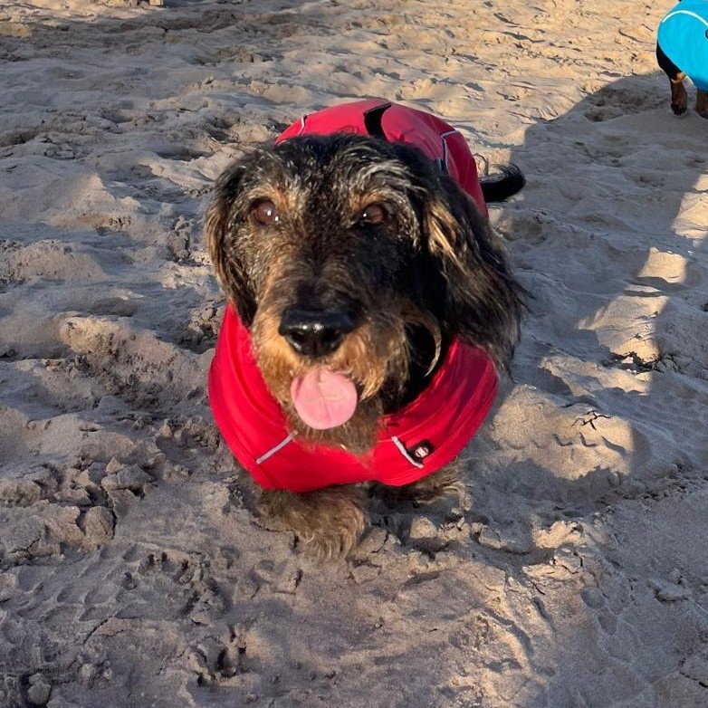 Dougal