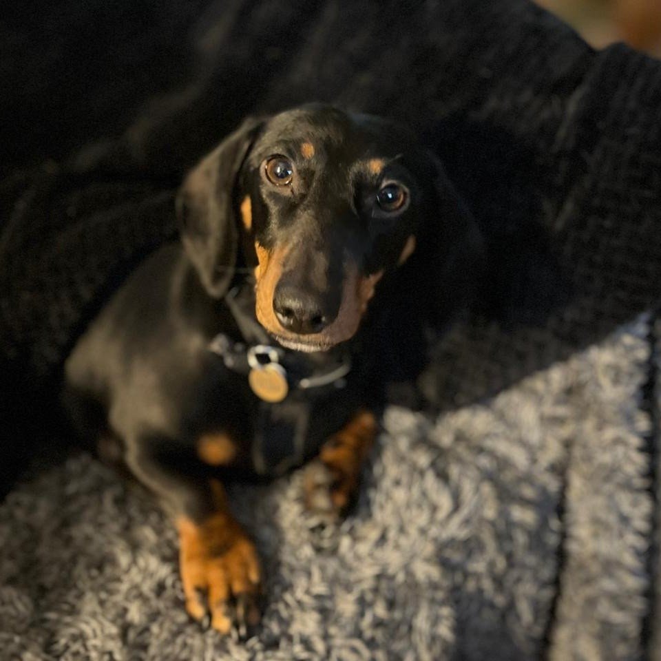 Daisy