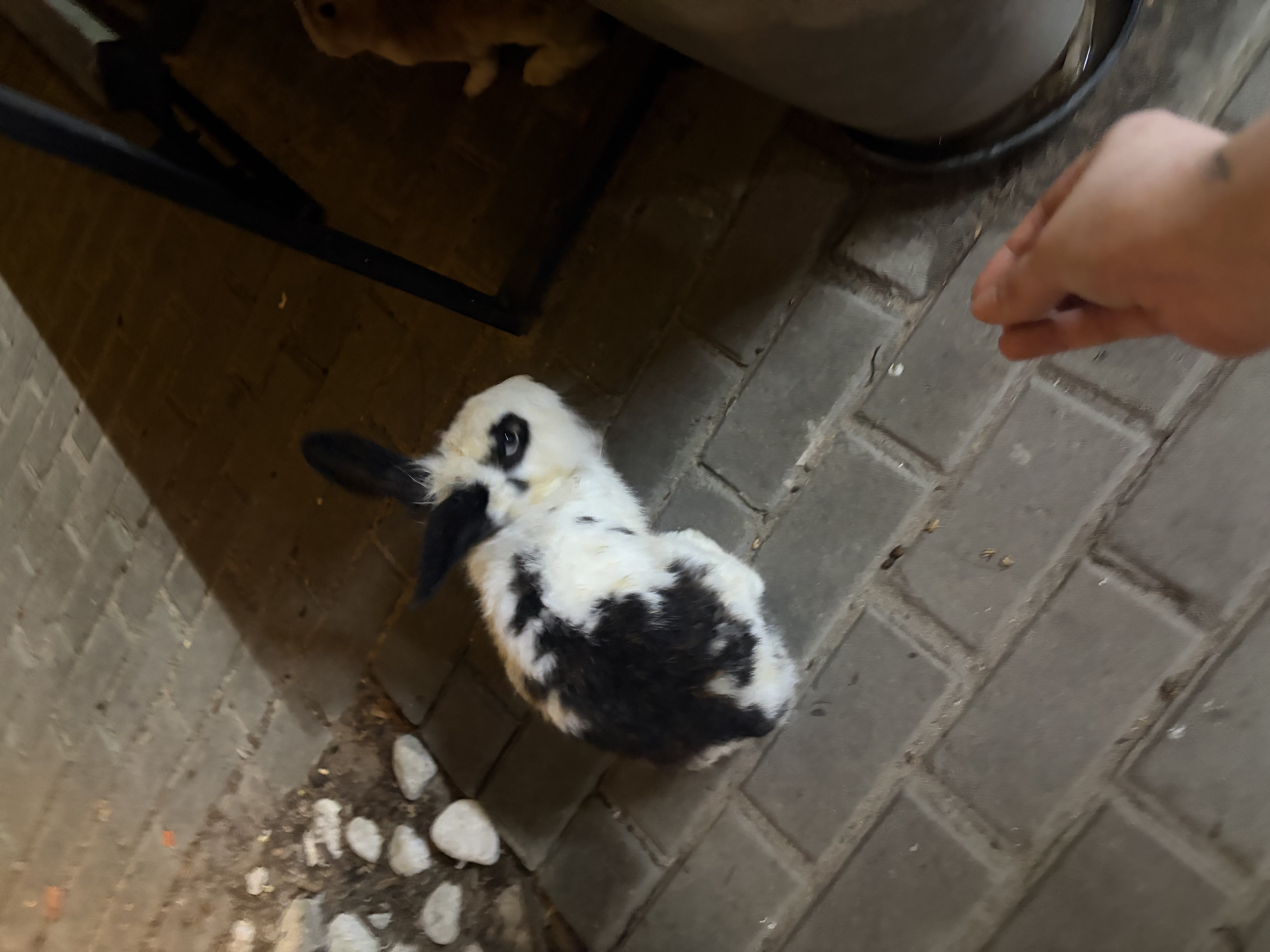 image-7
