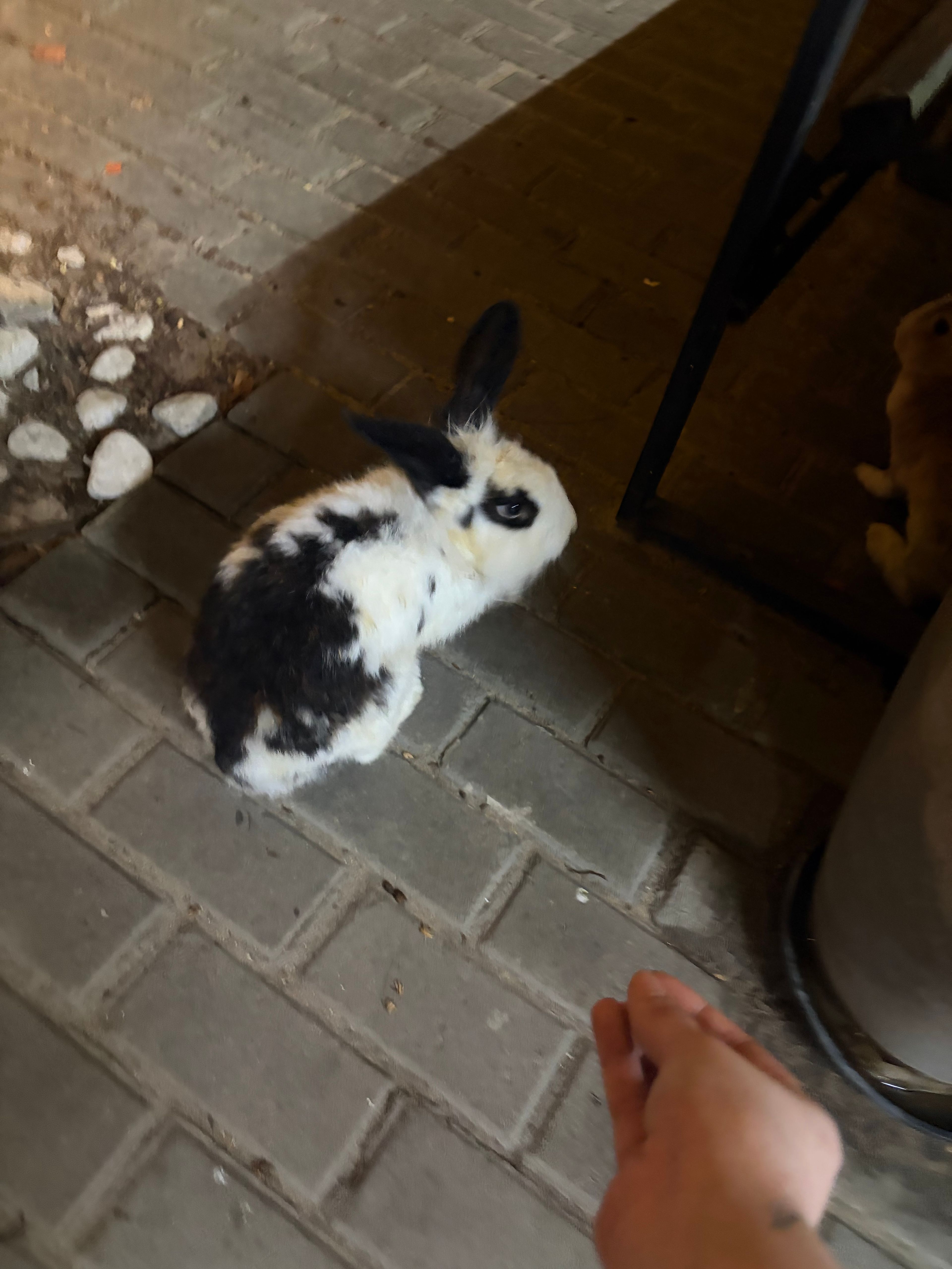 image-7