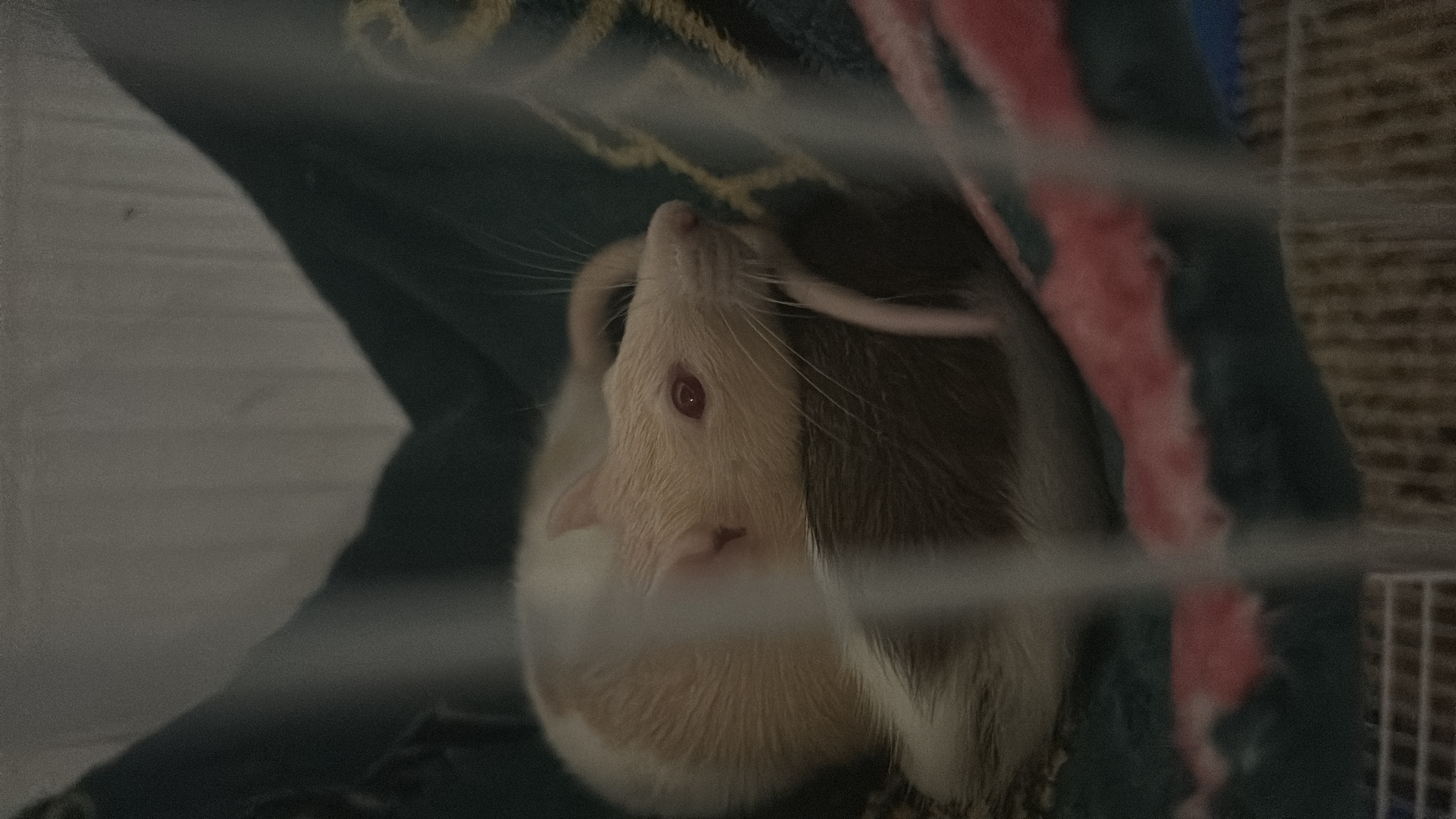 image-6