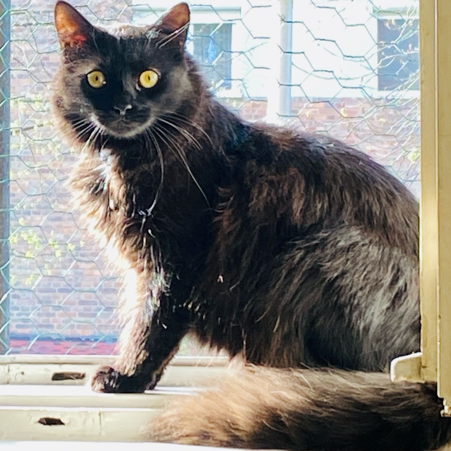 Cosmo