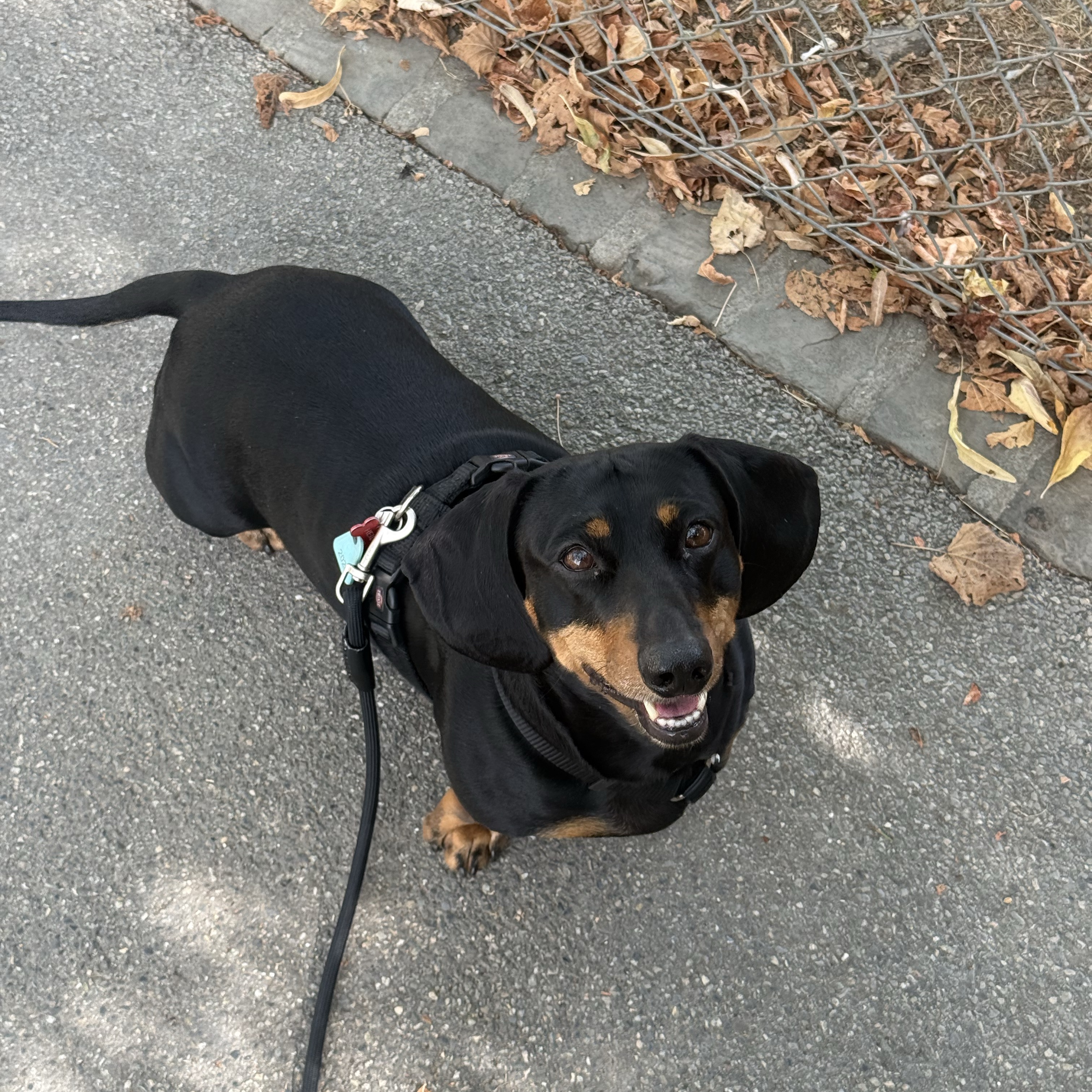 Heidi