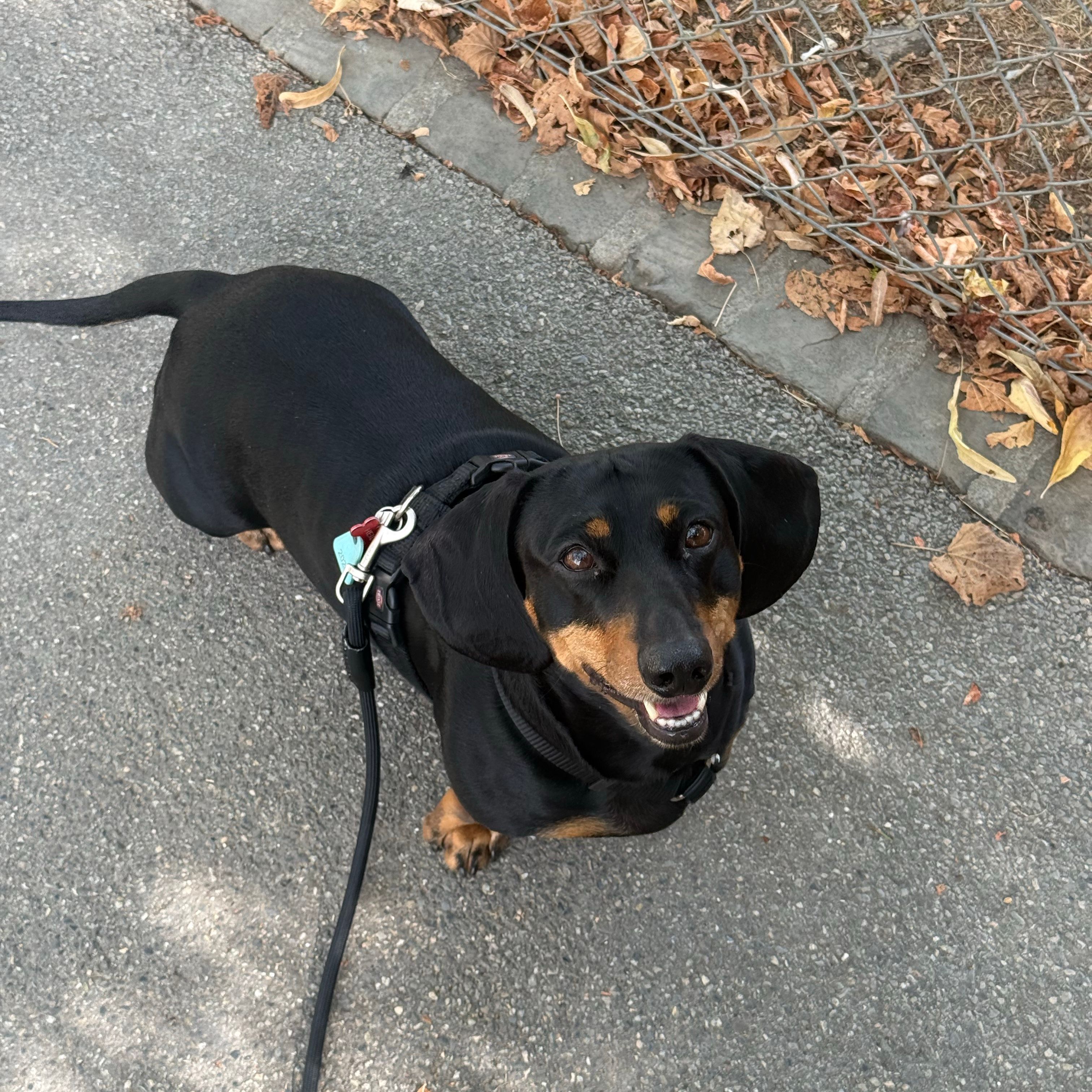 Heidi