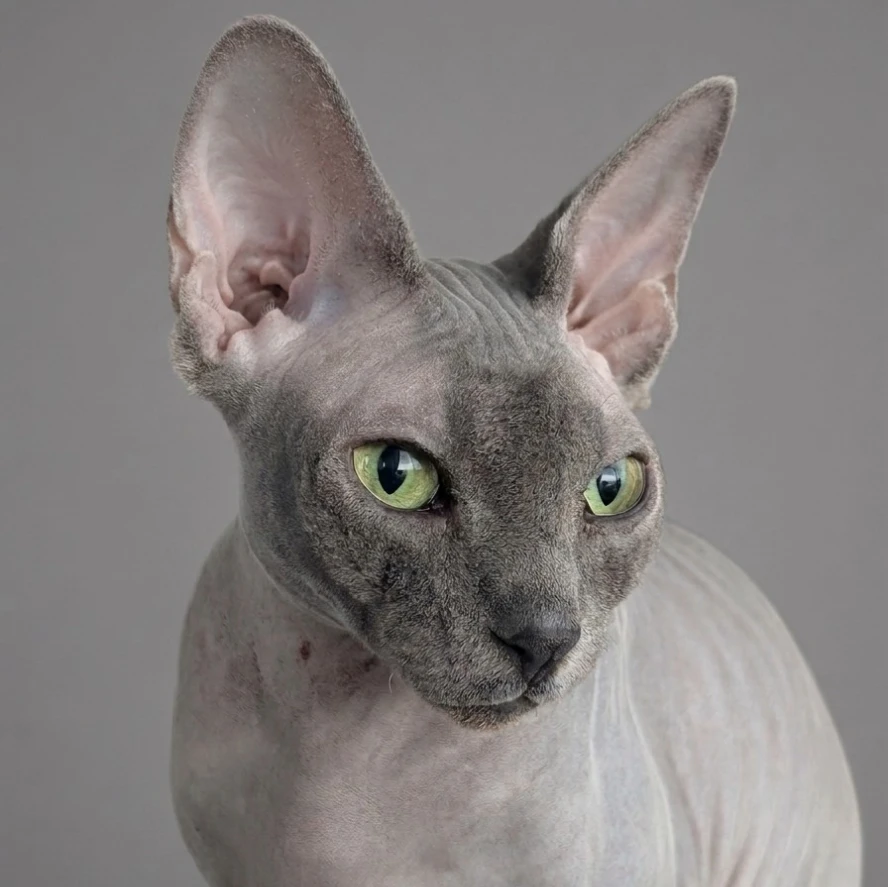 Diva