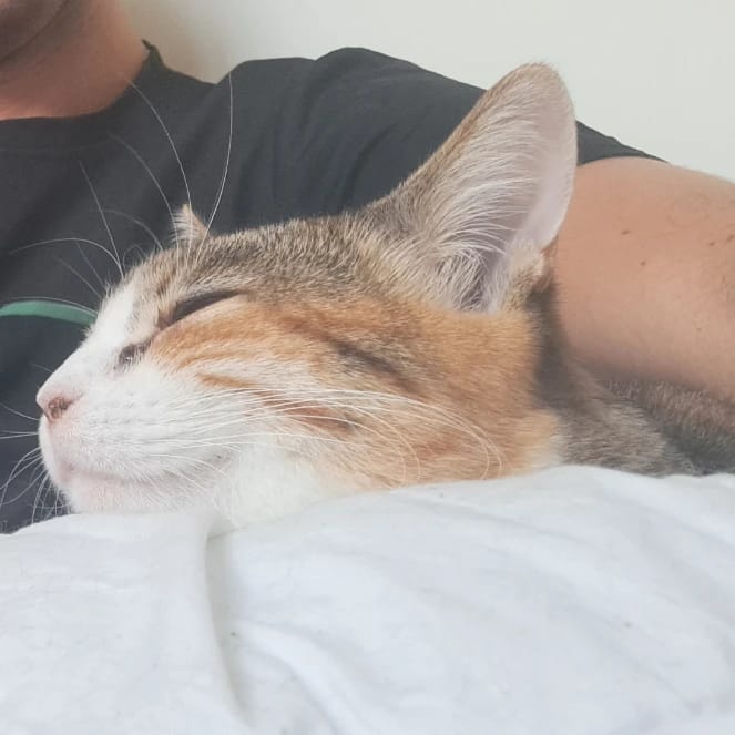 Minou