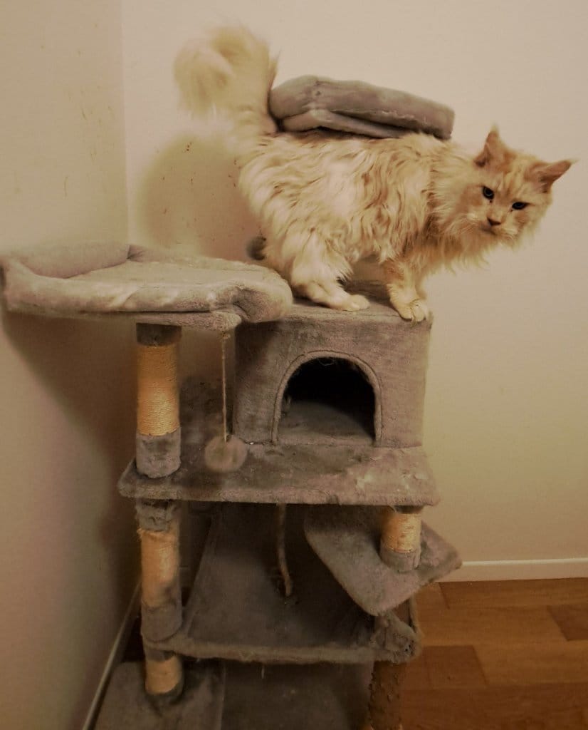 image-7