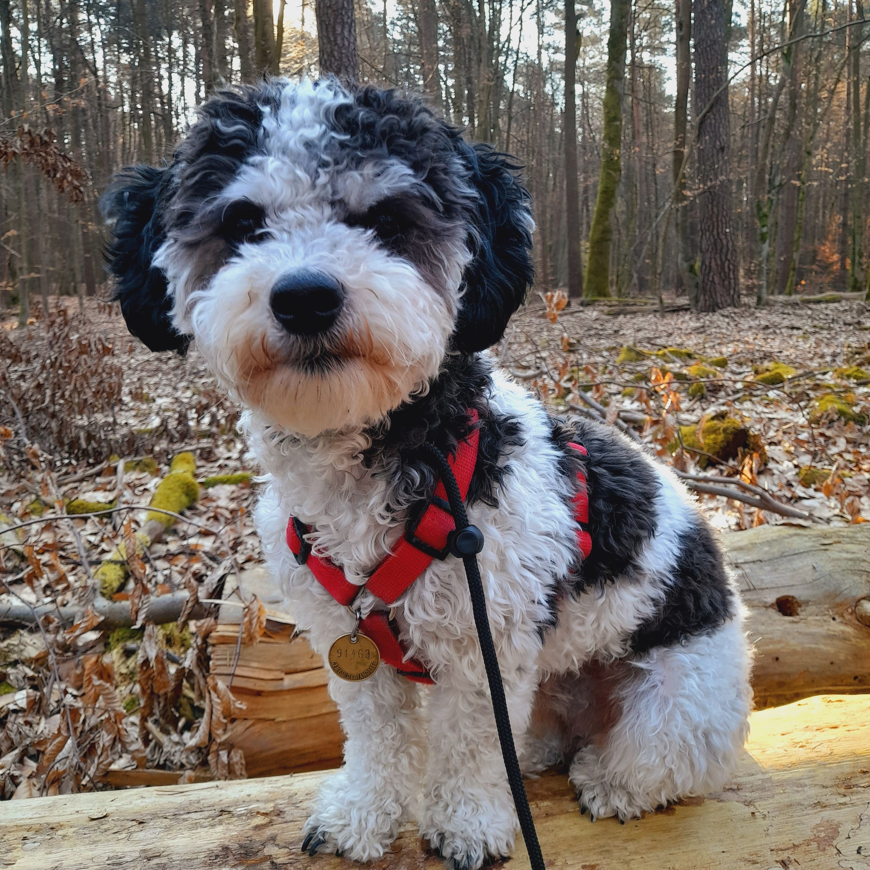 Snoopy