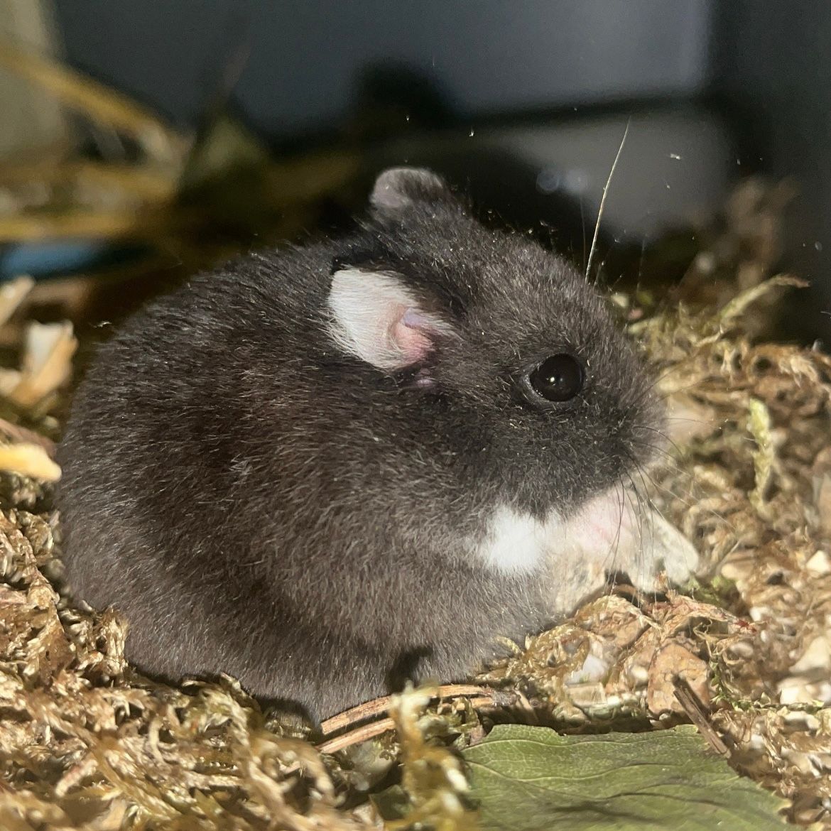 Pelote
