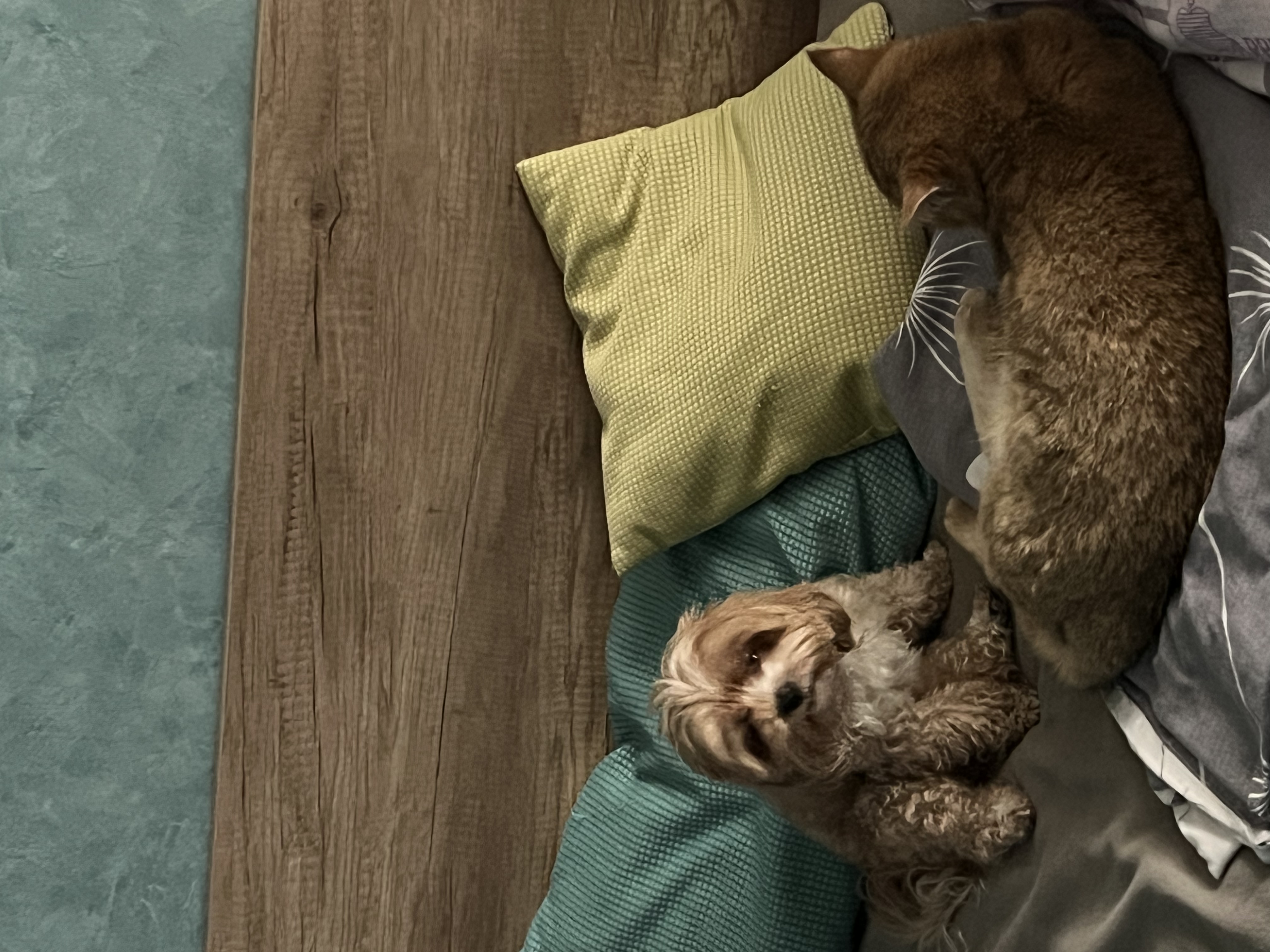 image-6