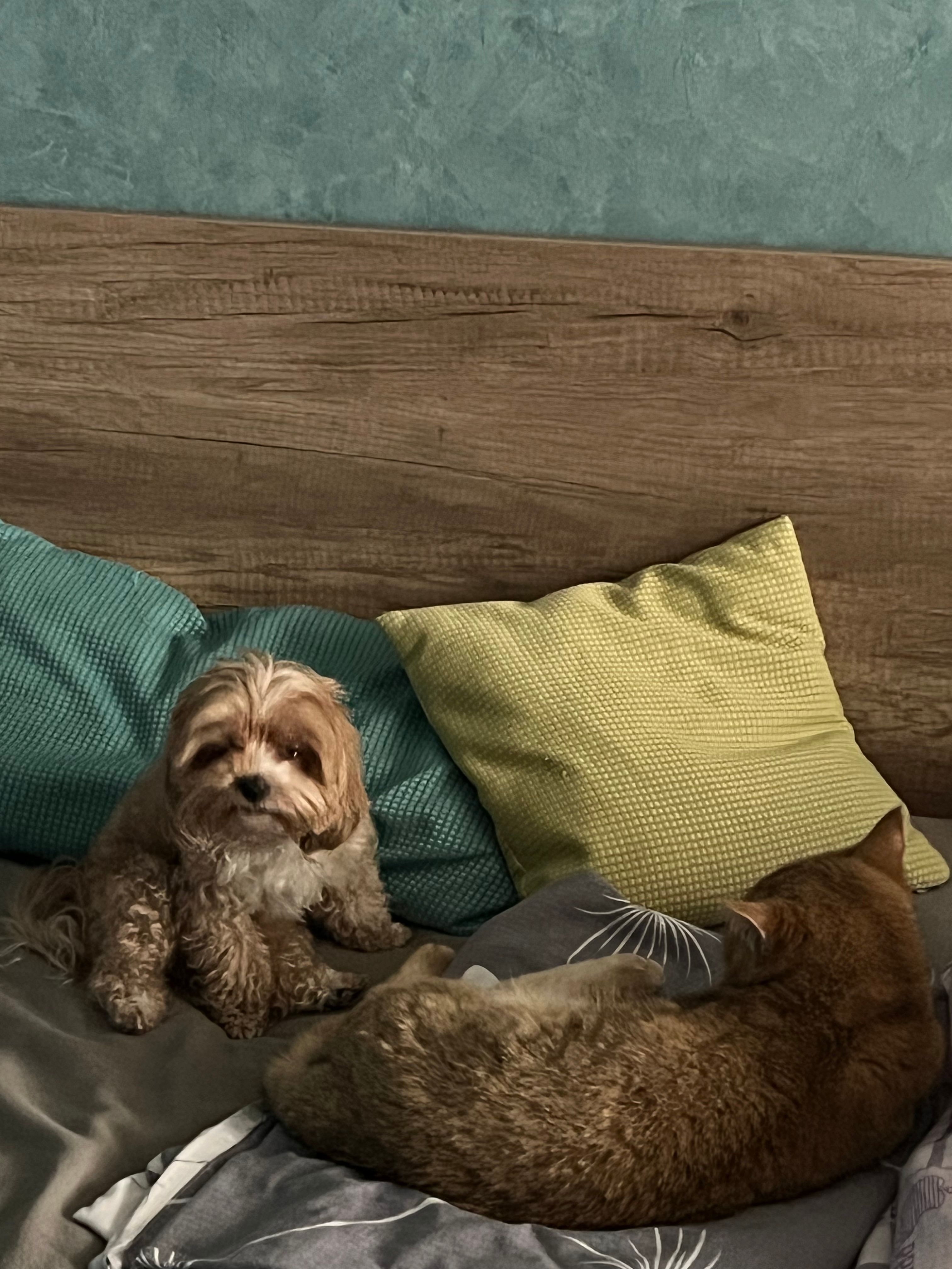 image-6