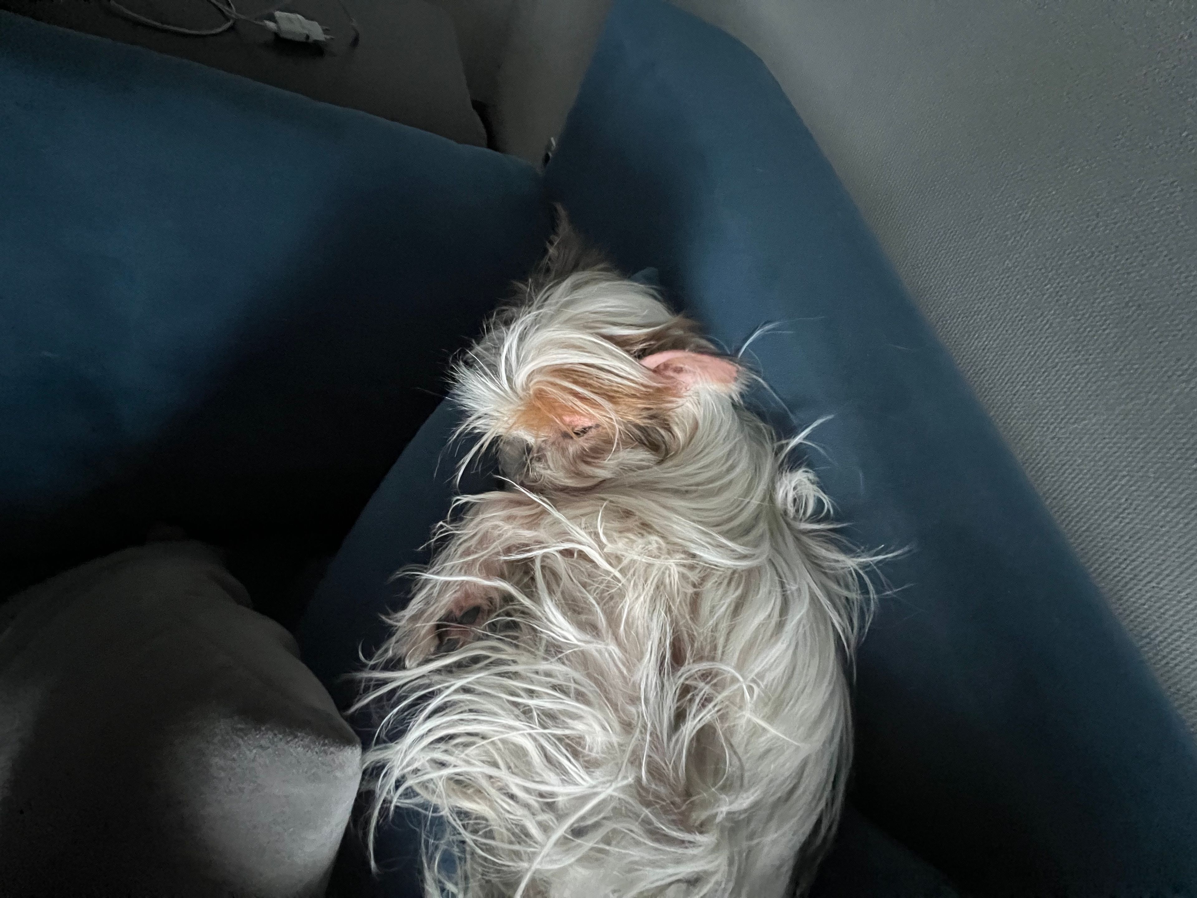 image-7