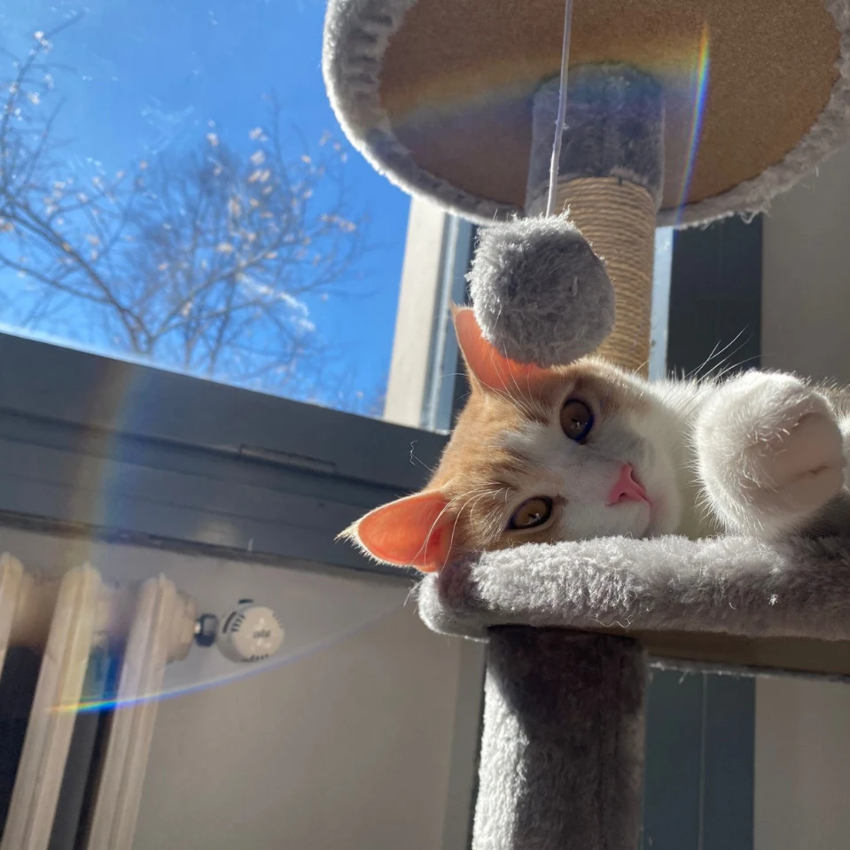 Simba
