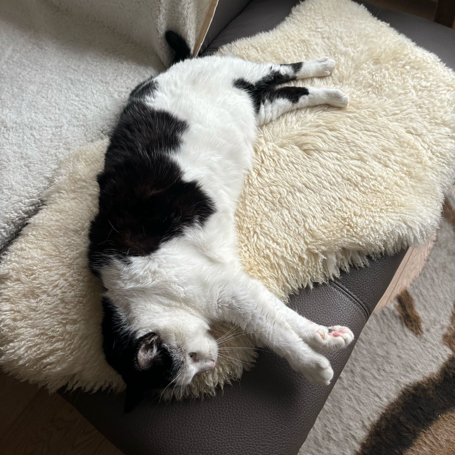 Poes