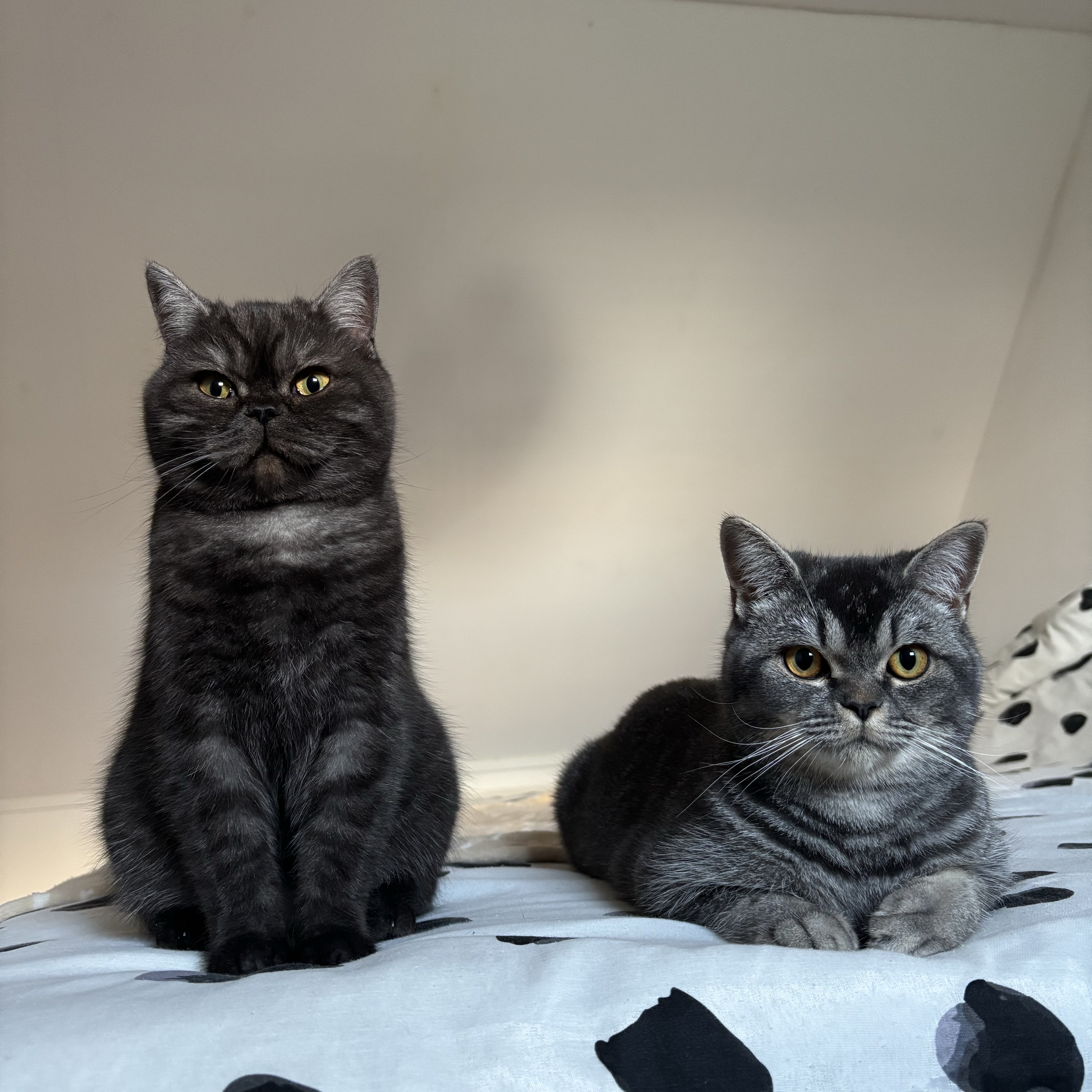 Ollie & Felix