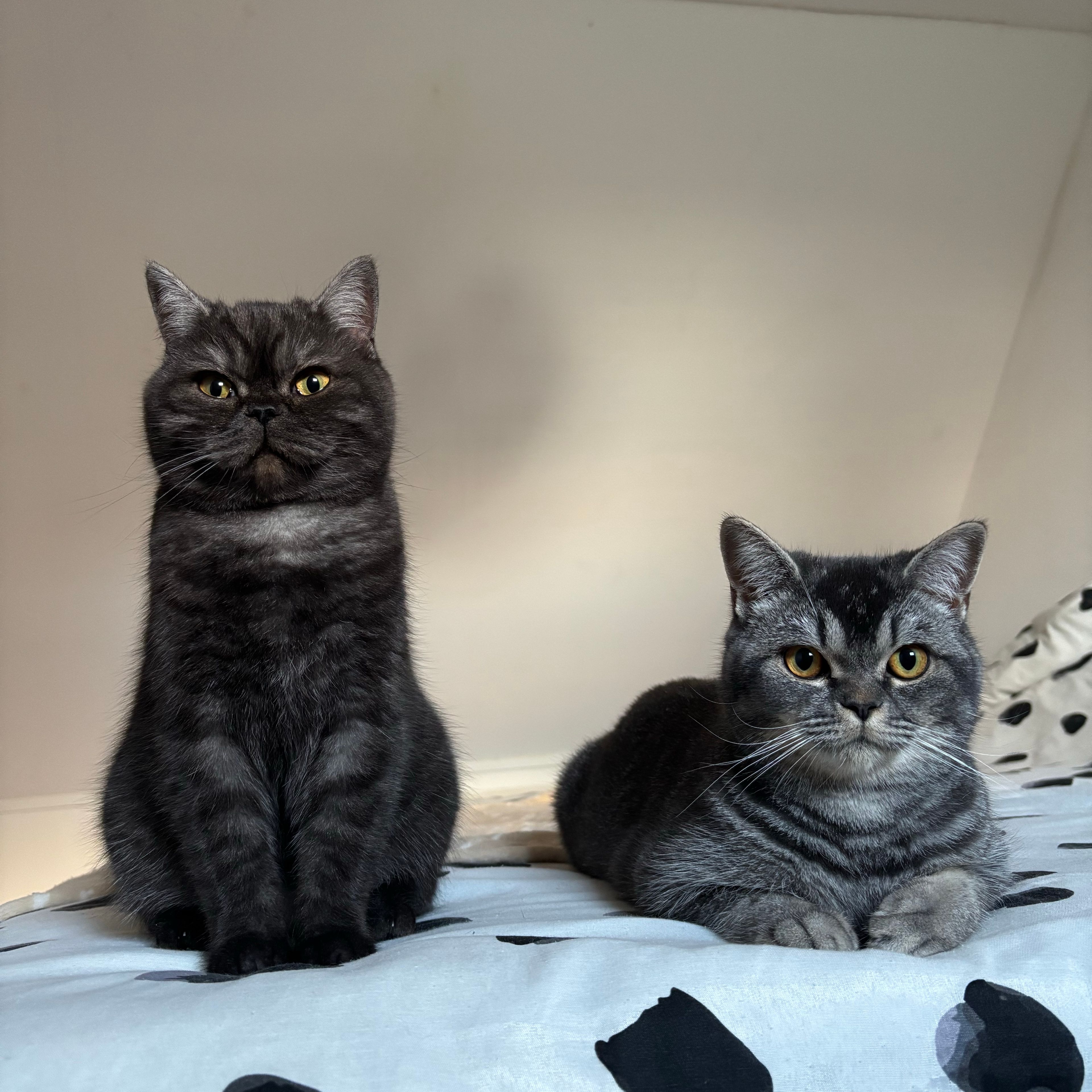Ollie & Felix