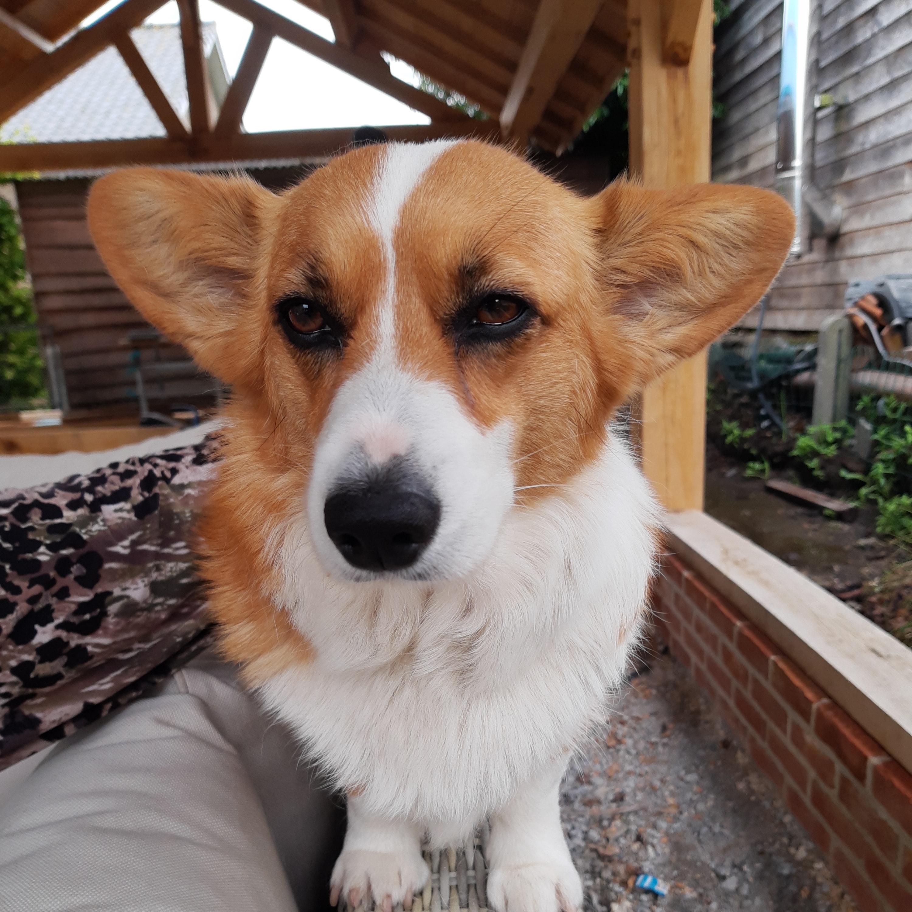 Pippa