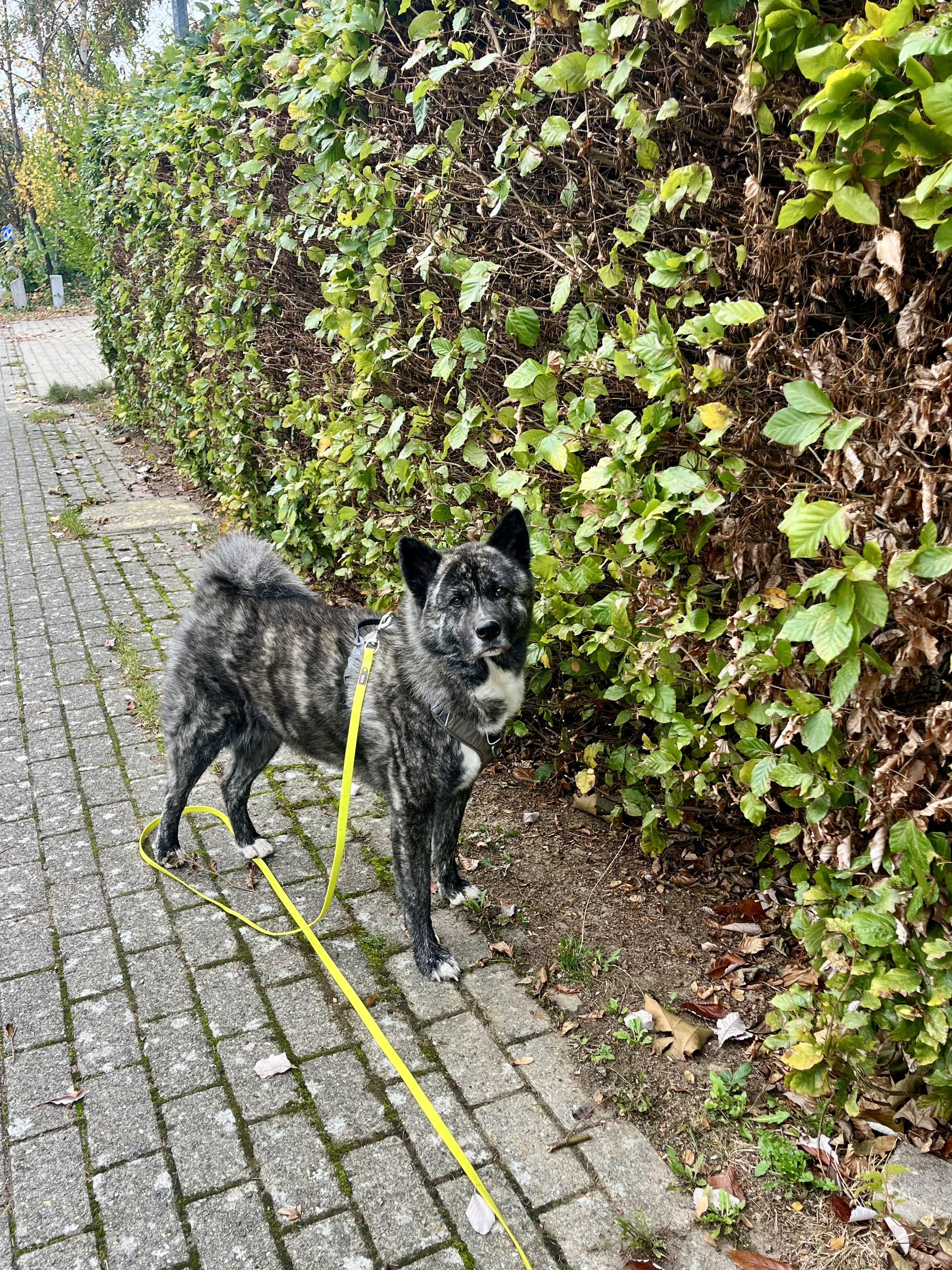 image-11
