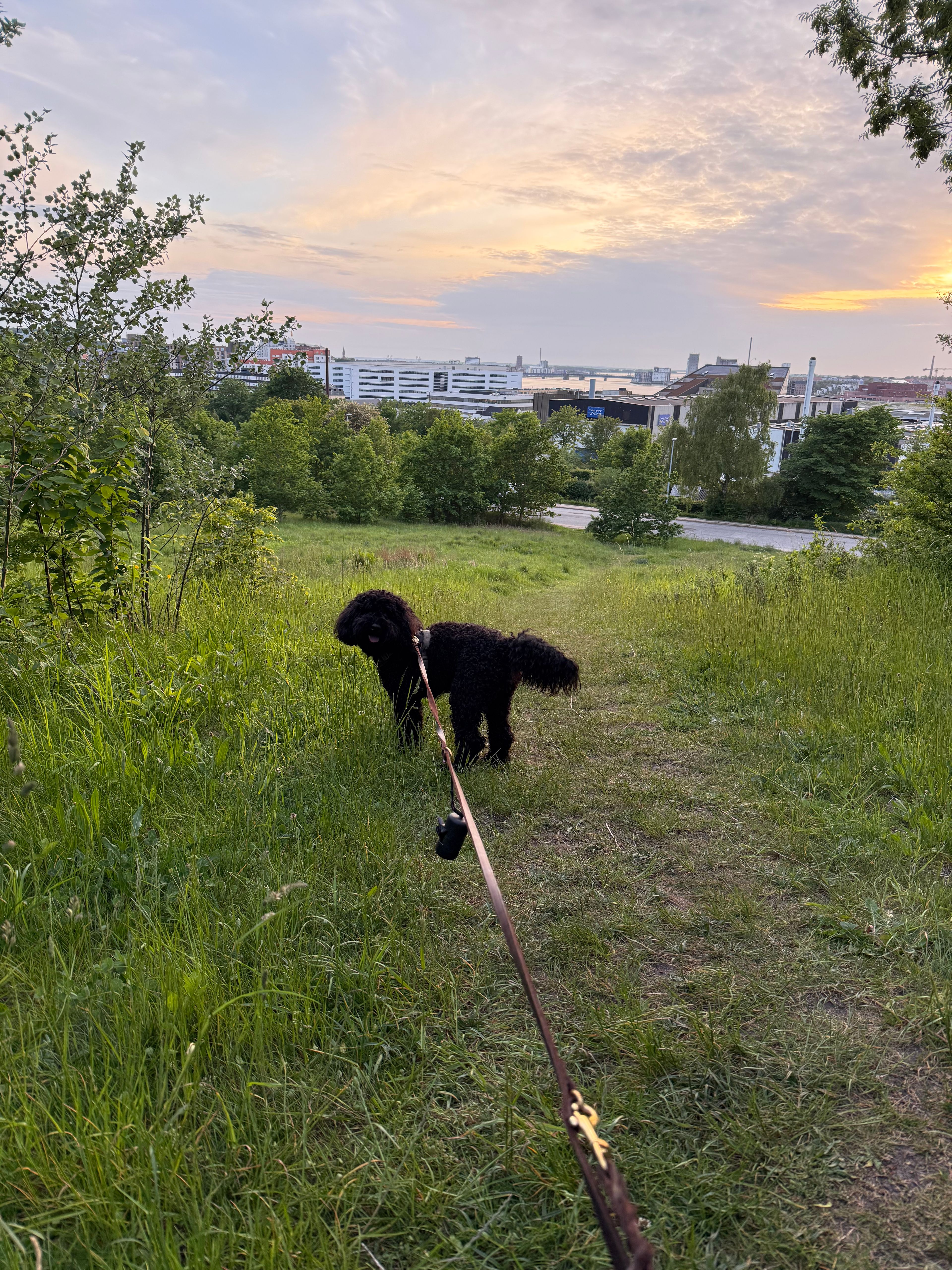 image-8