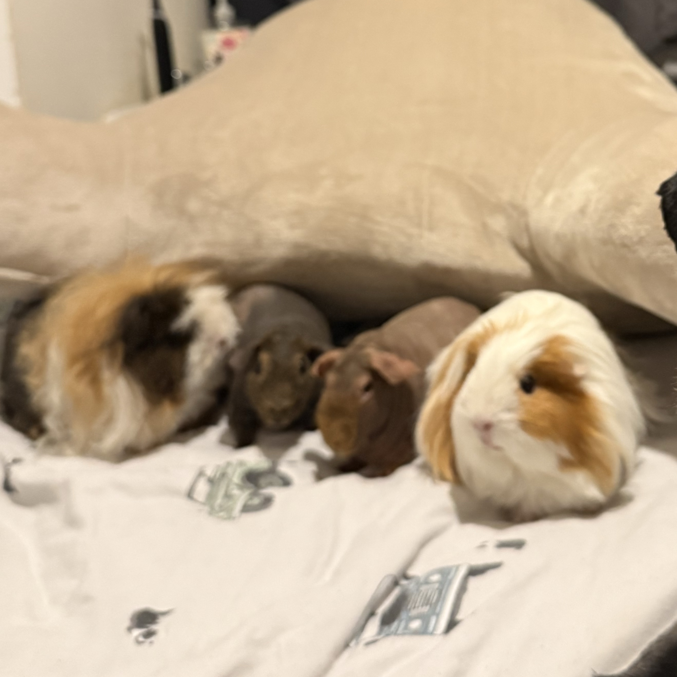 Broccoli, Jalapeño, Rhubarb and Parsnip 