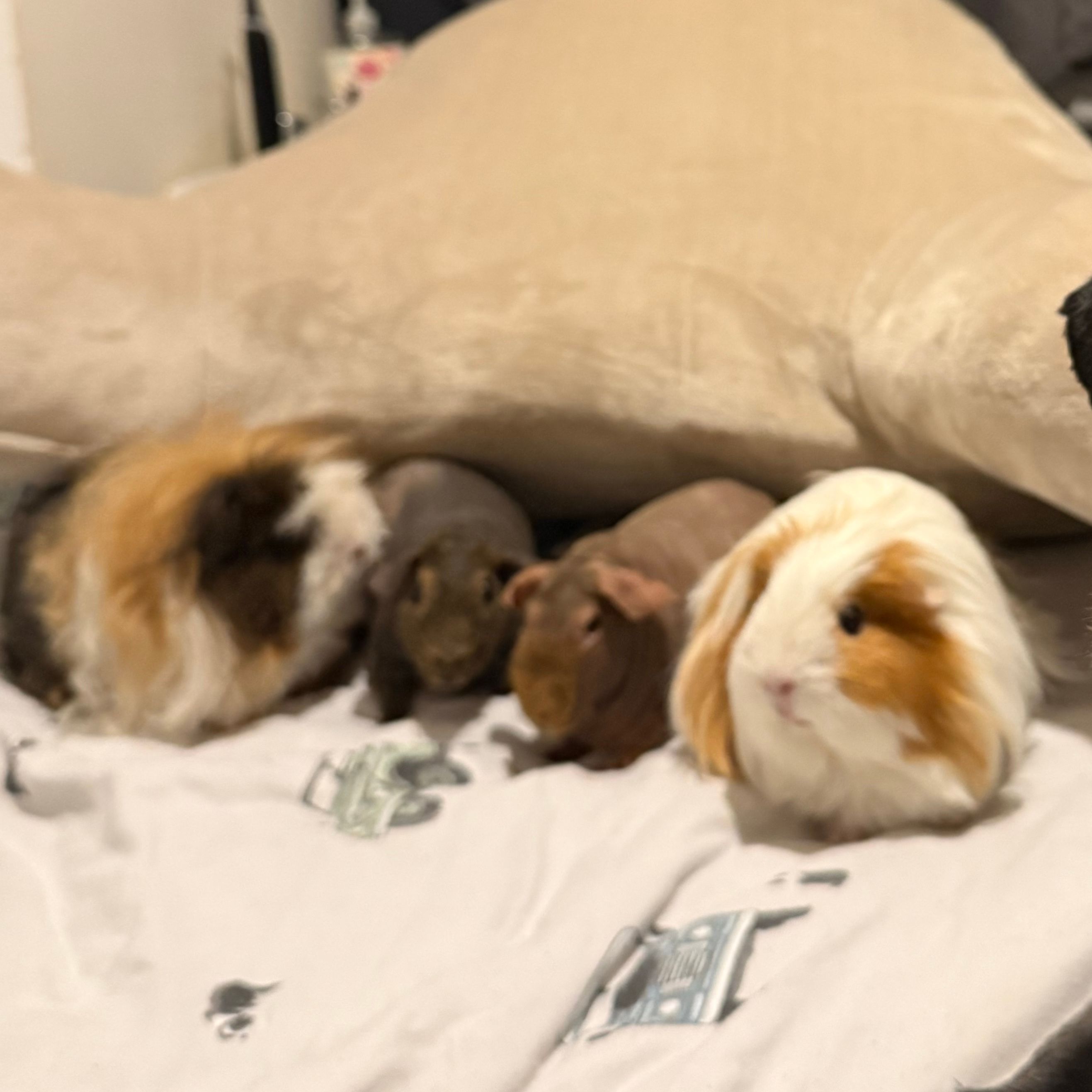 Broccoli, Jalapeño, Rhubarb and Parsnip