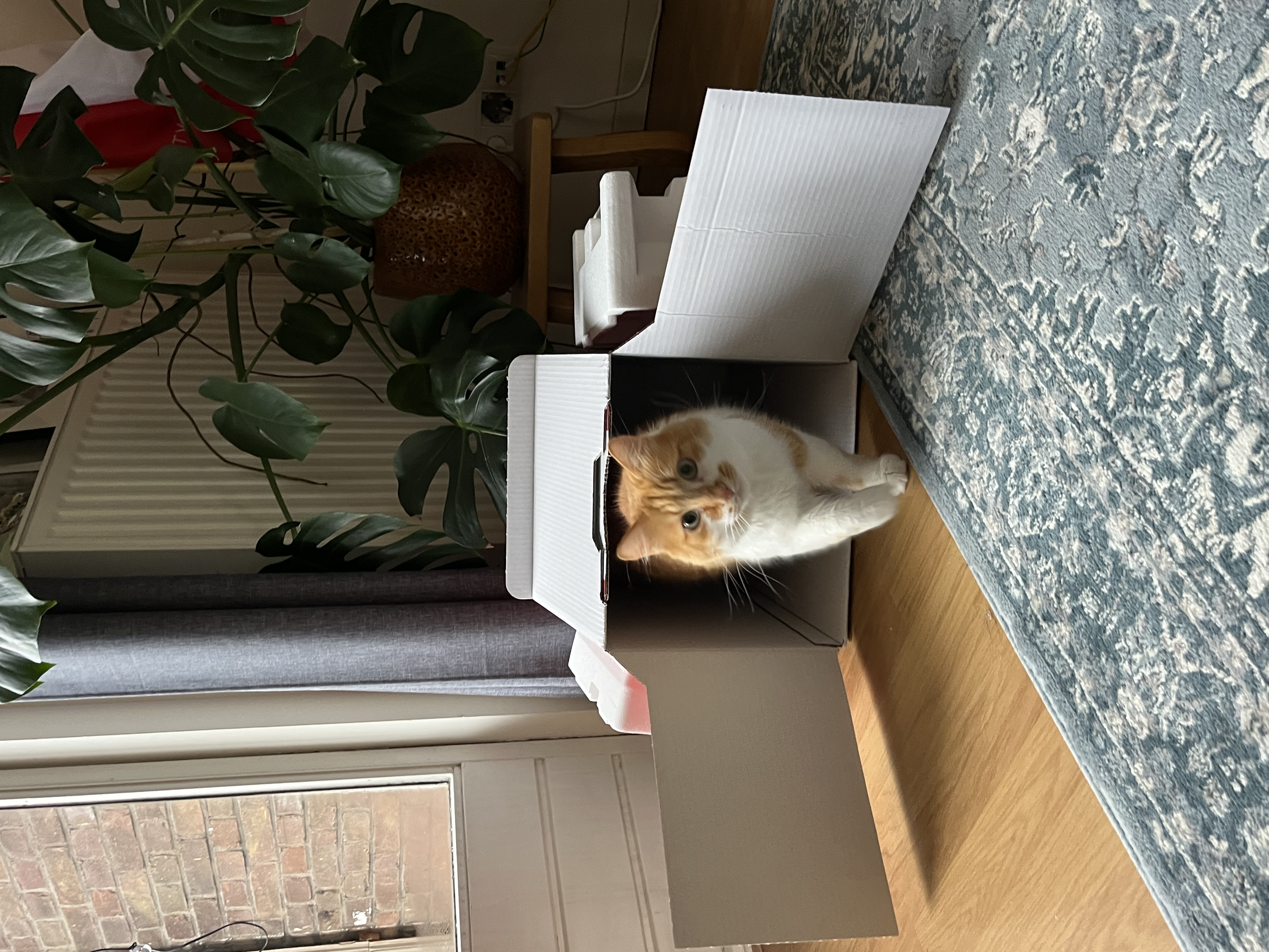 image-14