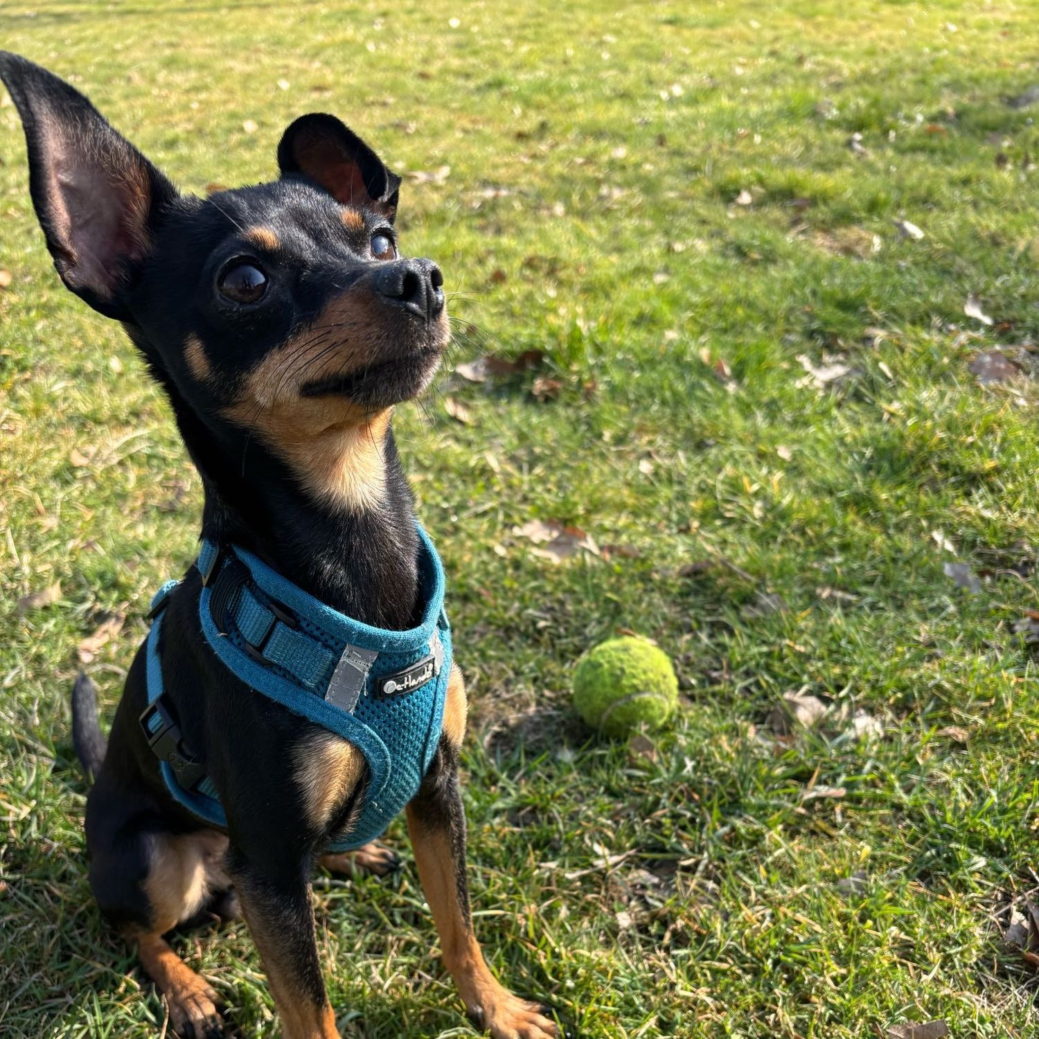 Bella