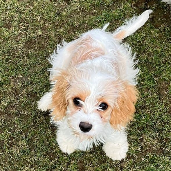 Pheobe