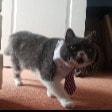 Alfie 